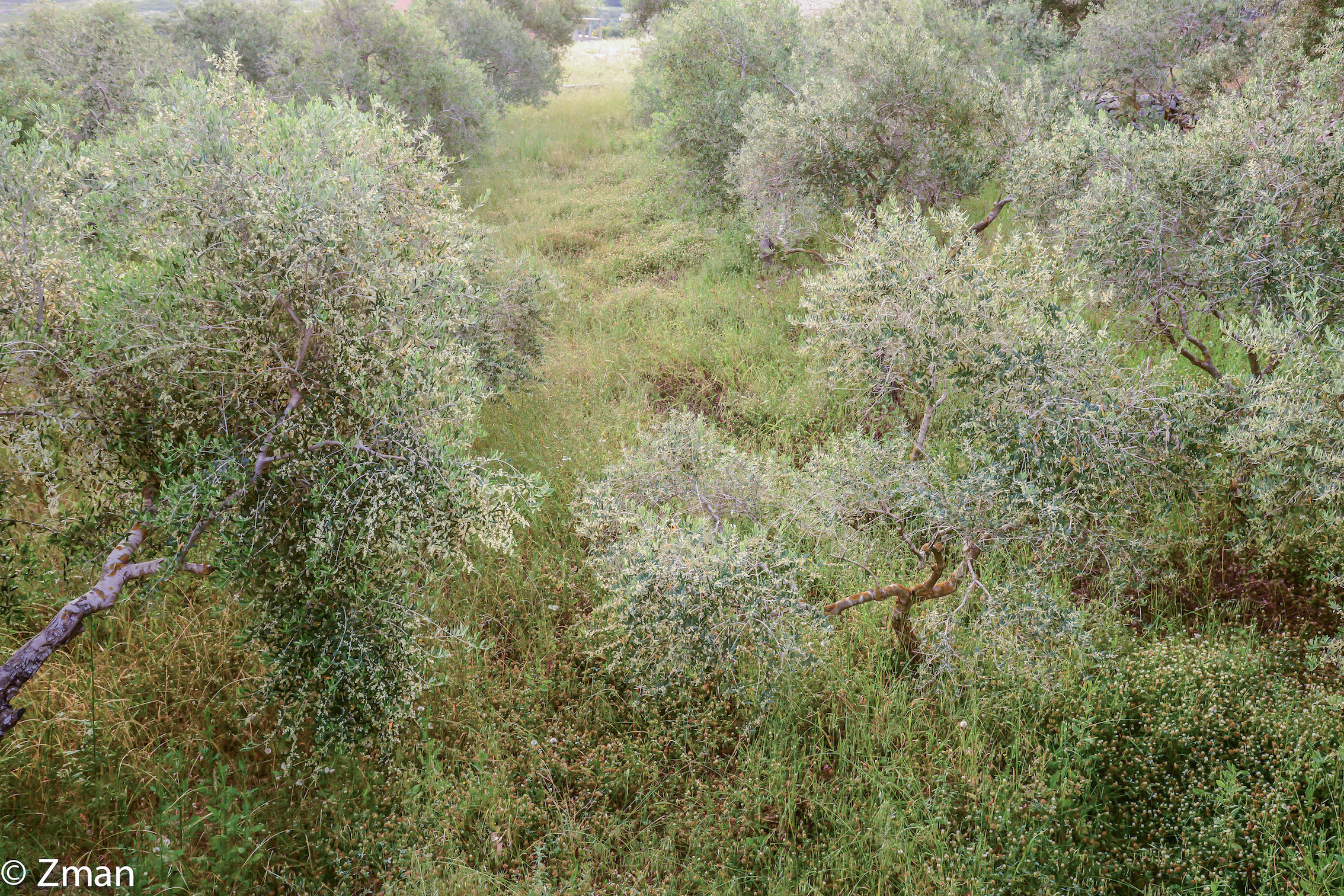 Olive trees