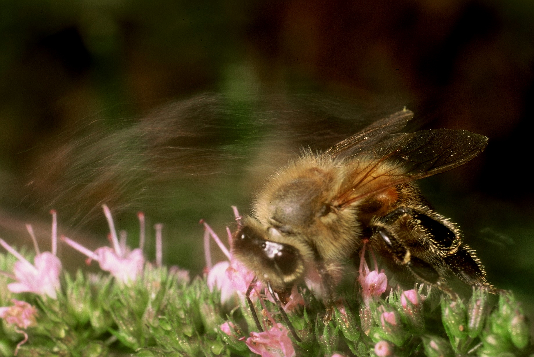 Pero 'could be still !!!!