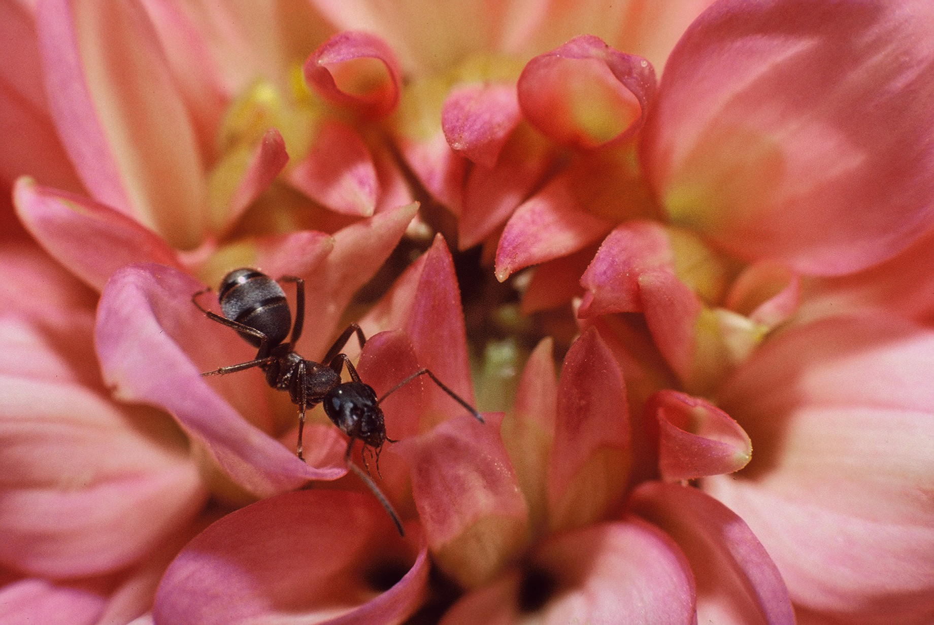A walk among the flowers.