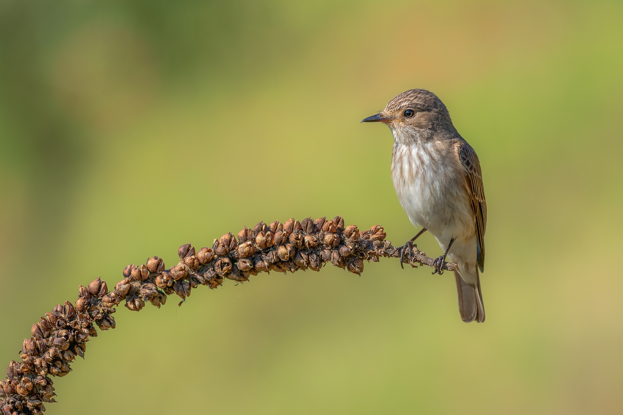 flycatcher