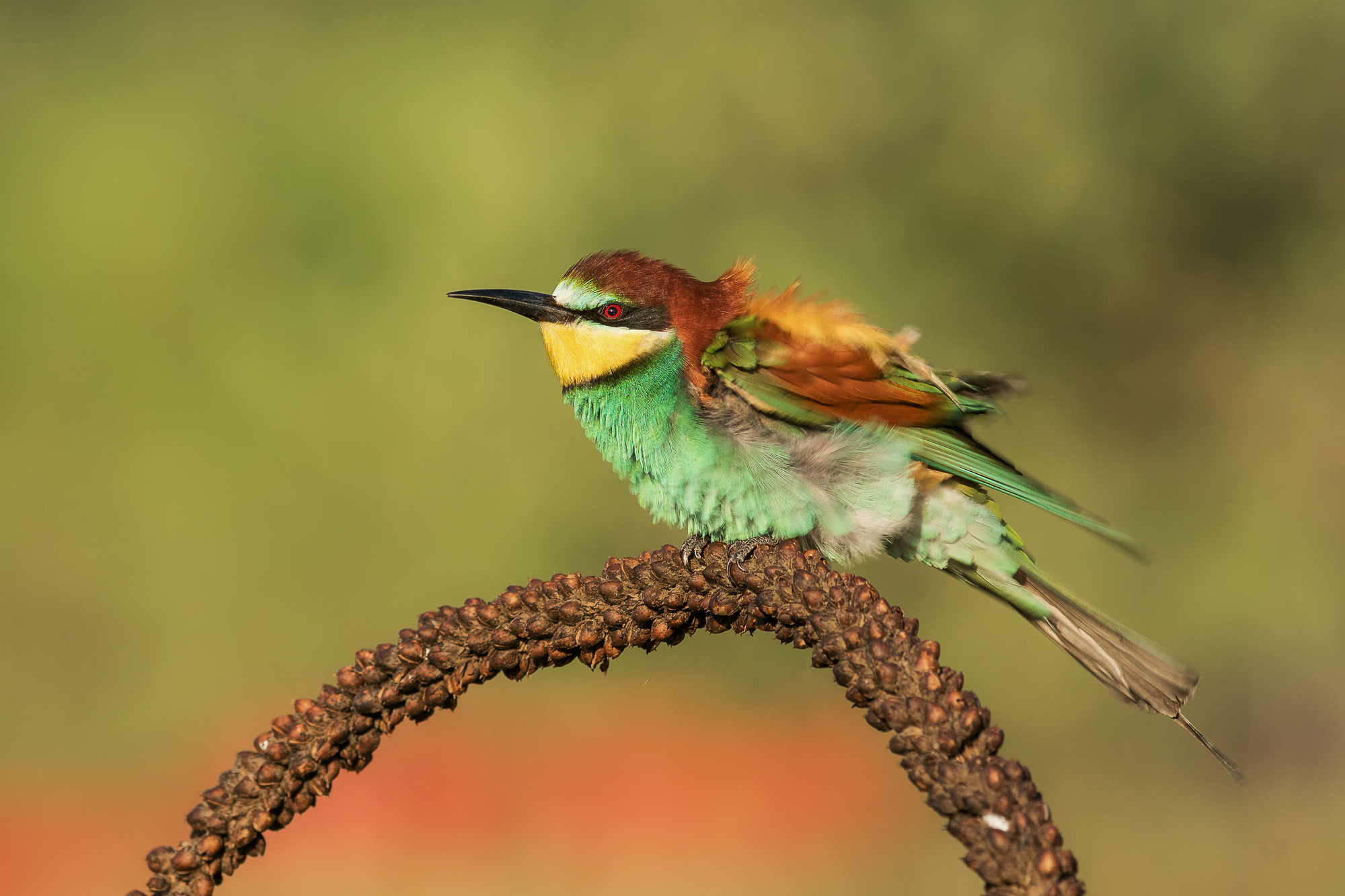 bee-eater