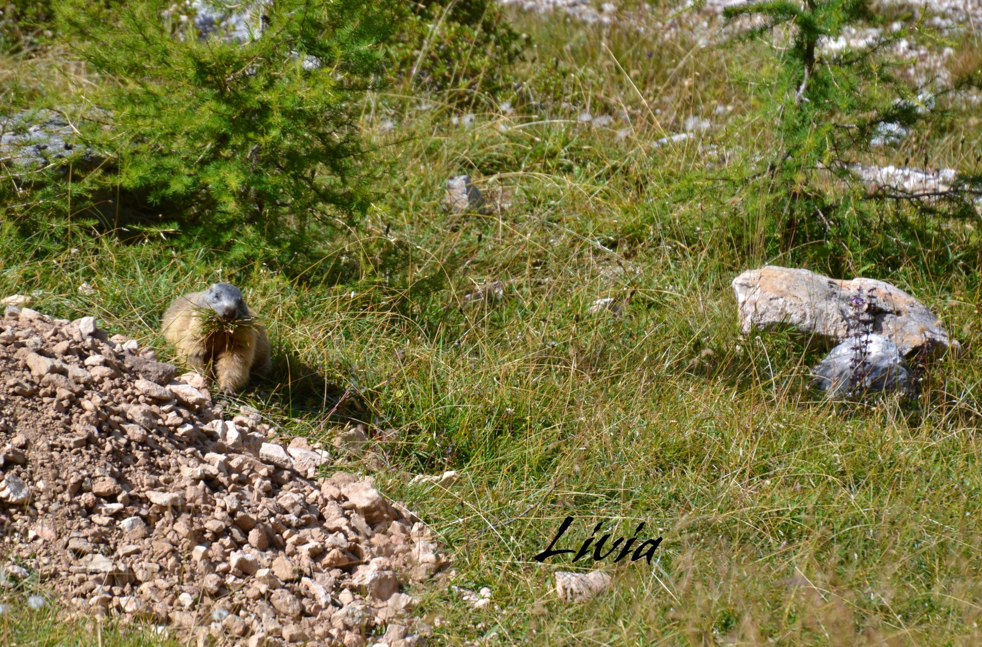 Marmotta golosa..