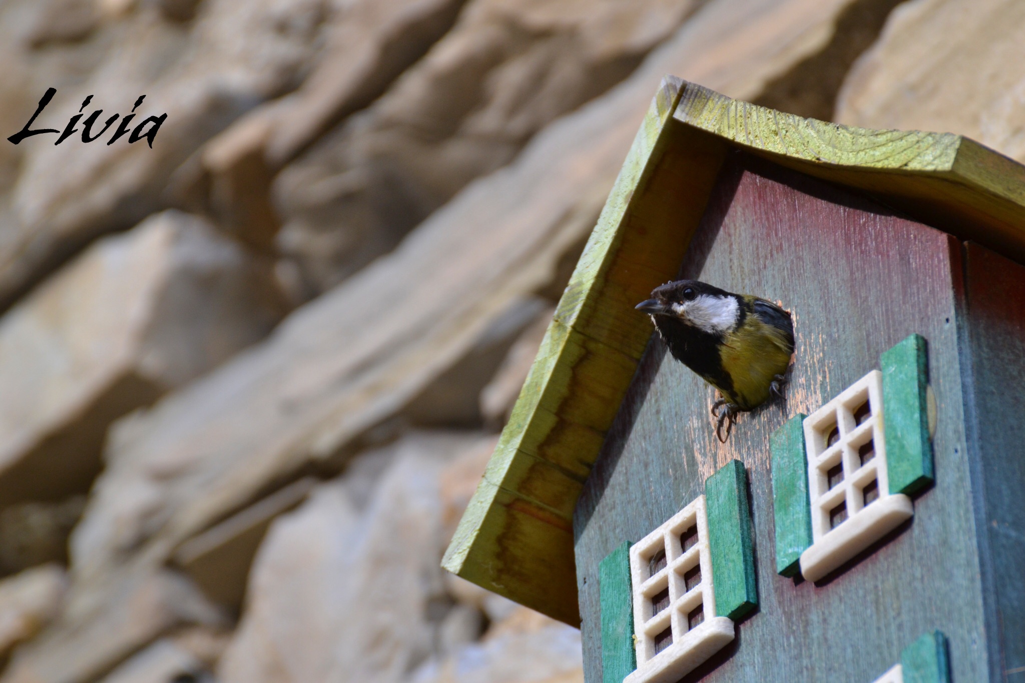 Cinciallegra in affitto