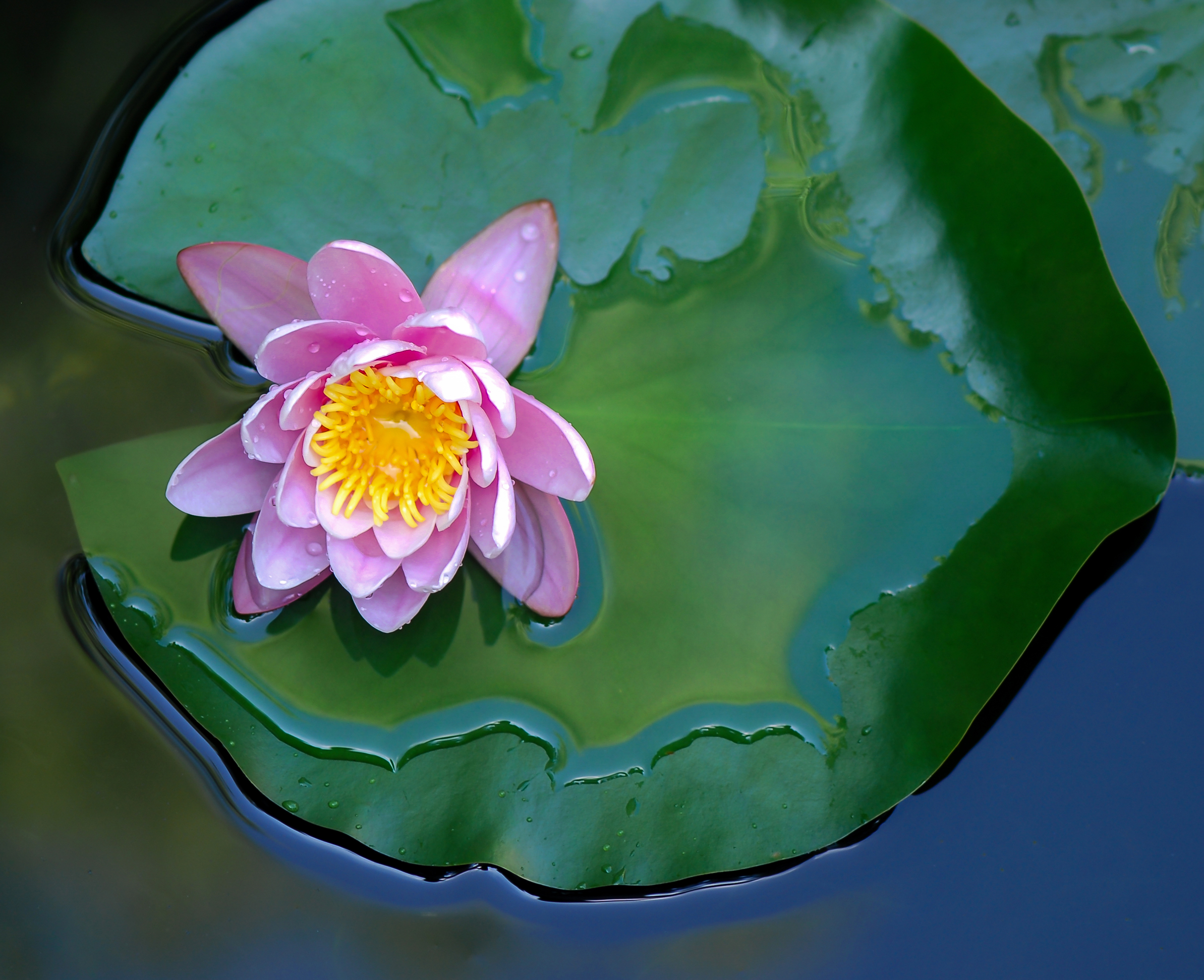 young water lily