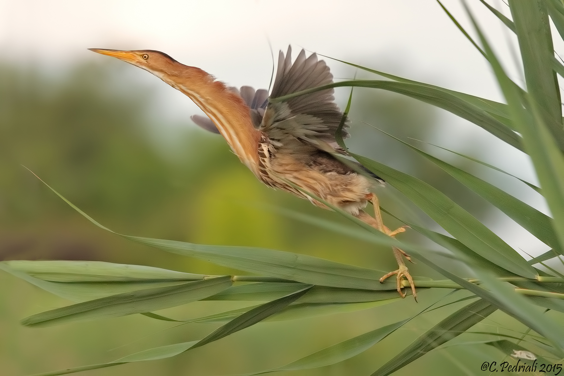 Bittern f. the detachment .....