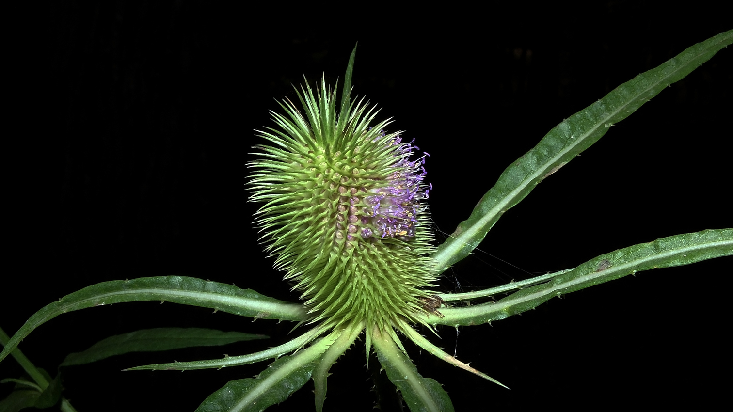 Un polipo vegetariano con ospite...