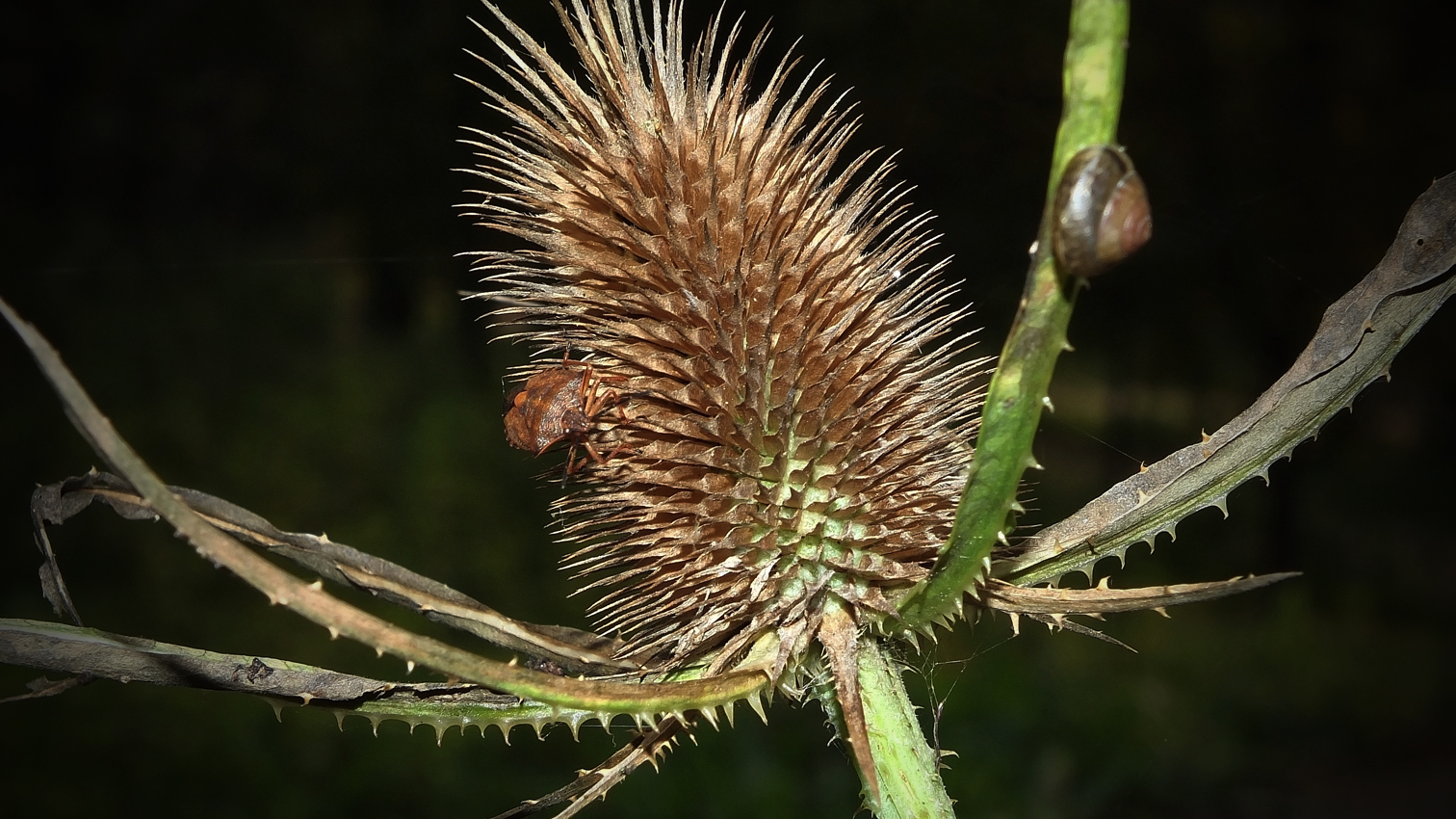 A spasso tra le spine