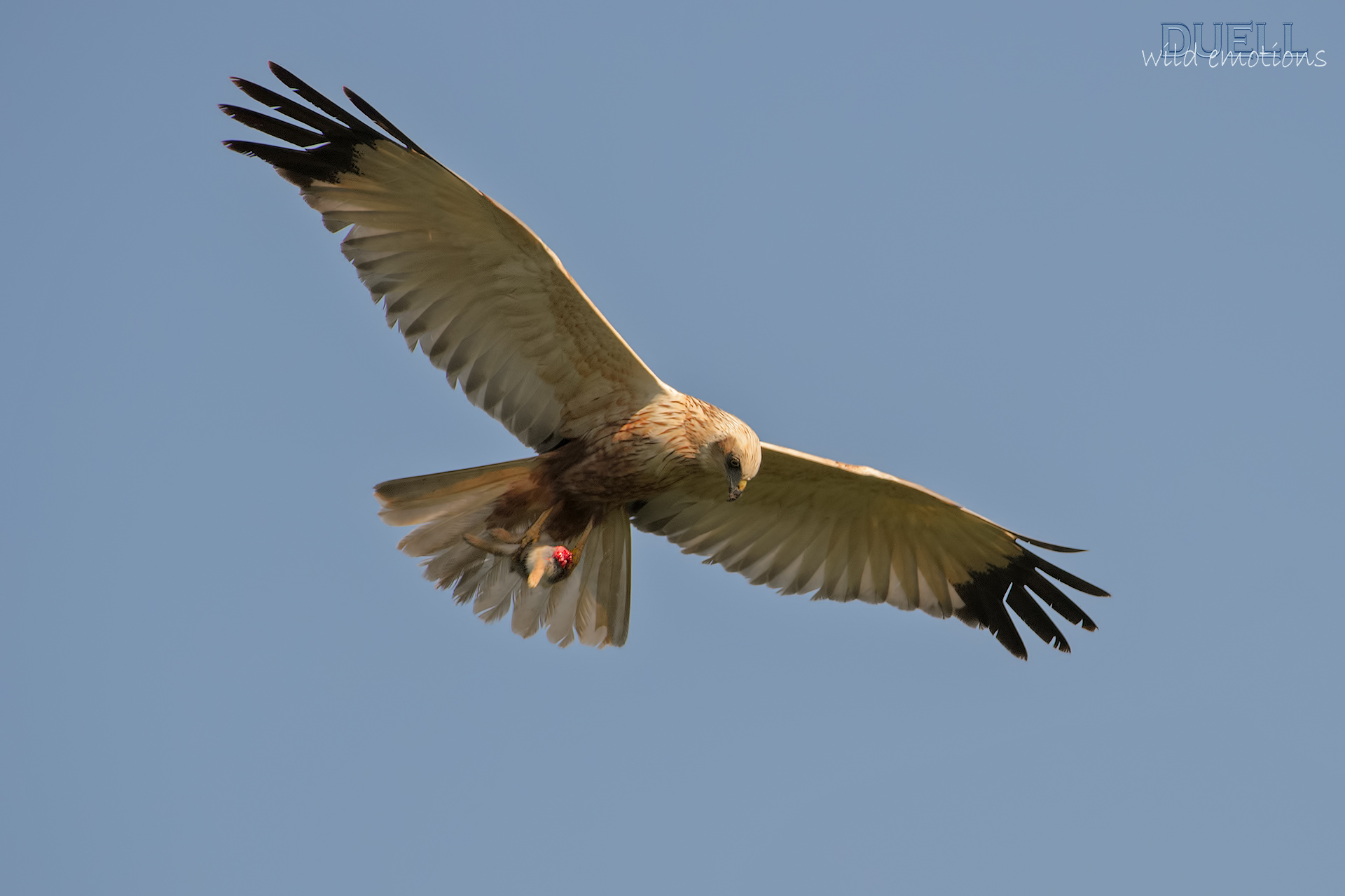 Marsh Harrier with prey