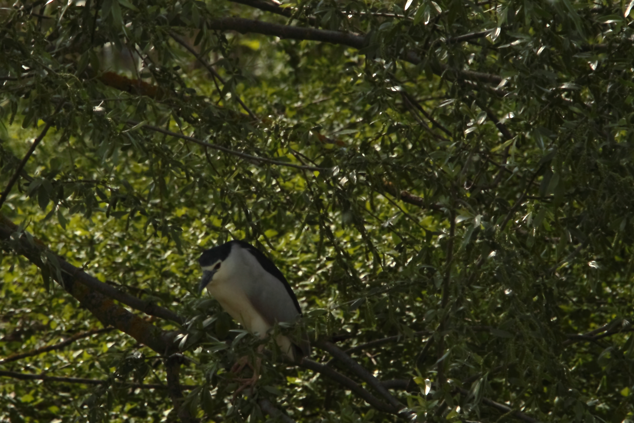 Night Heron