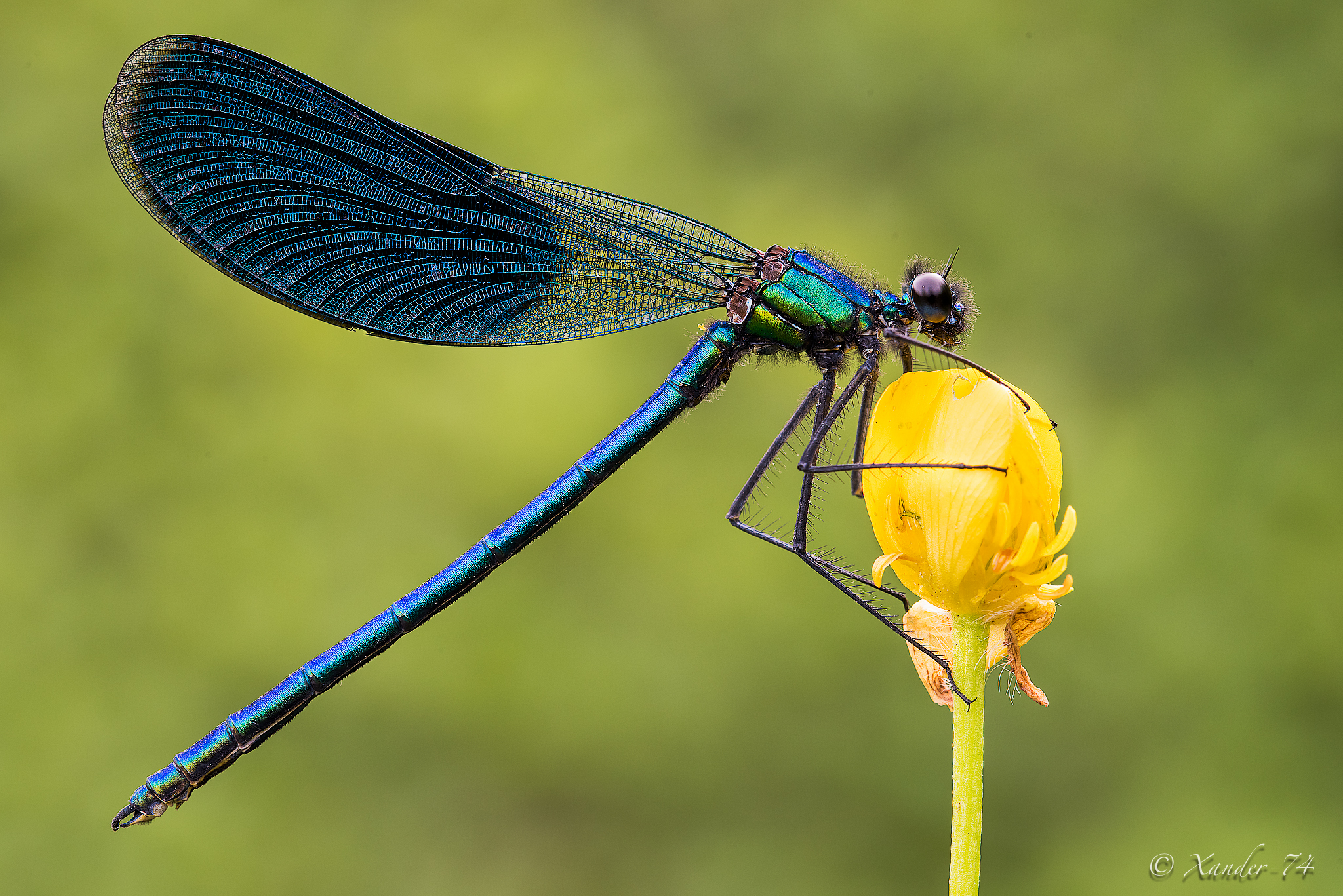 Calopteryx splendens