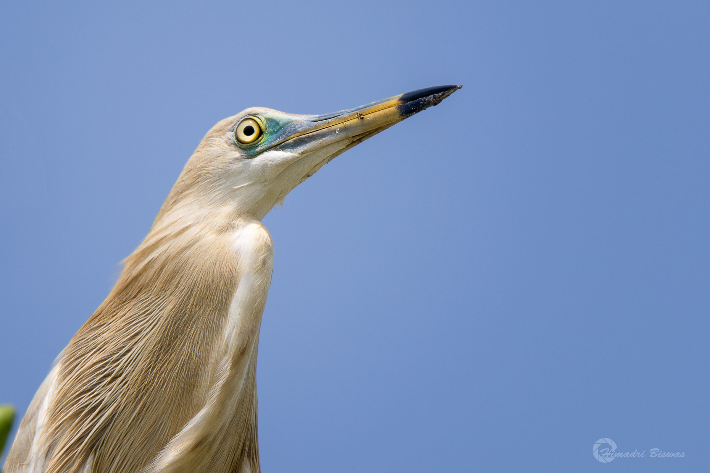 Indian pond heron