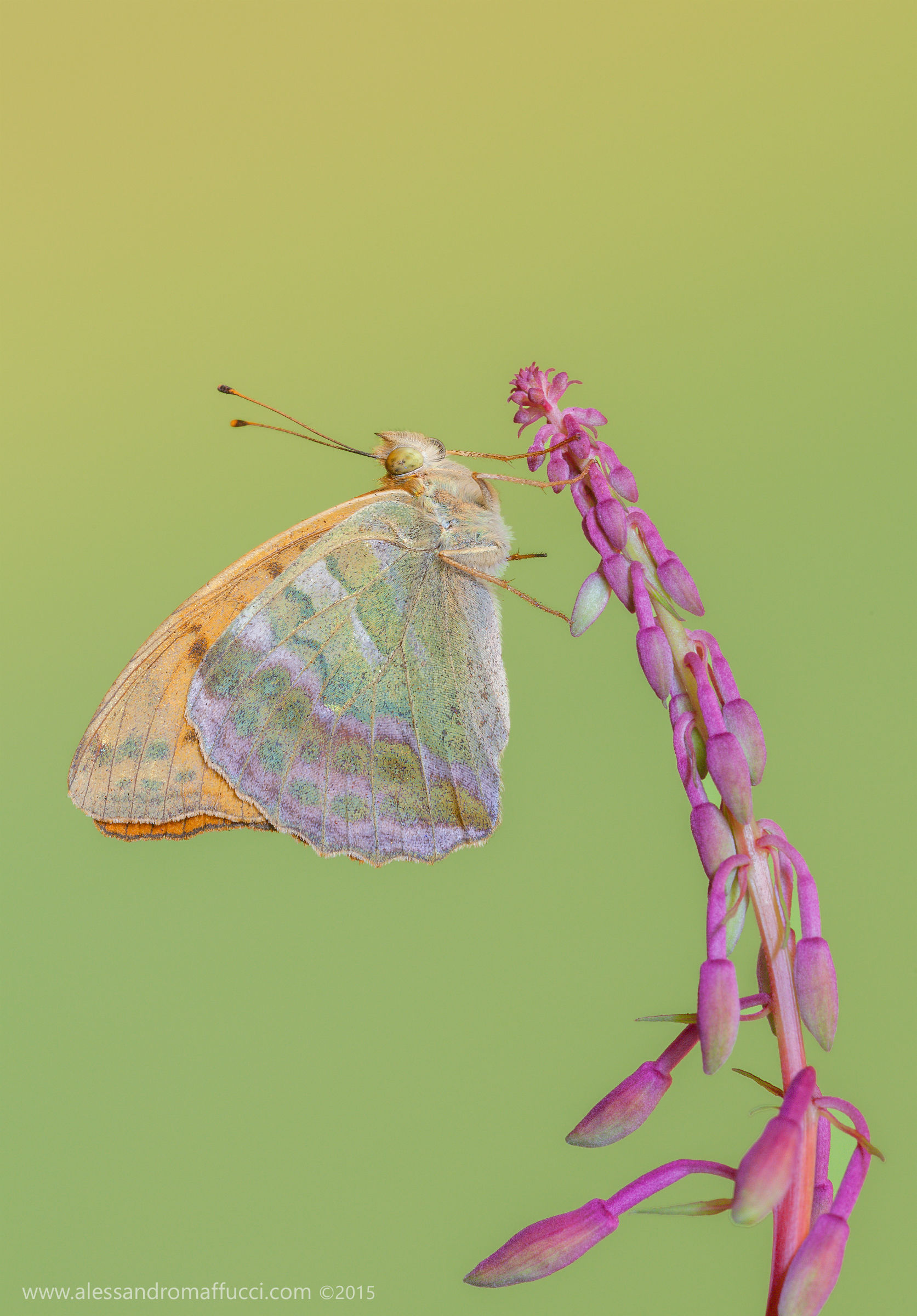 Argynnis paphia (Male)