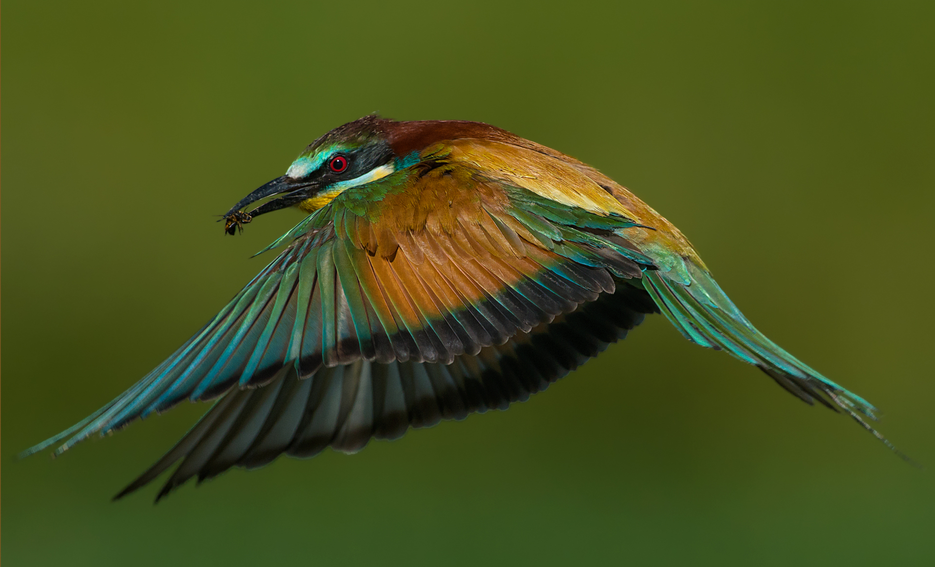 European bee-eater
