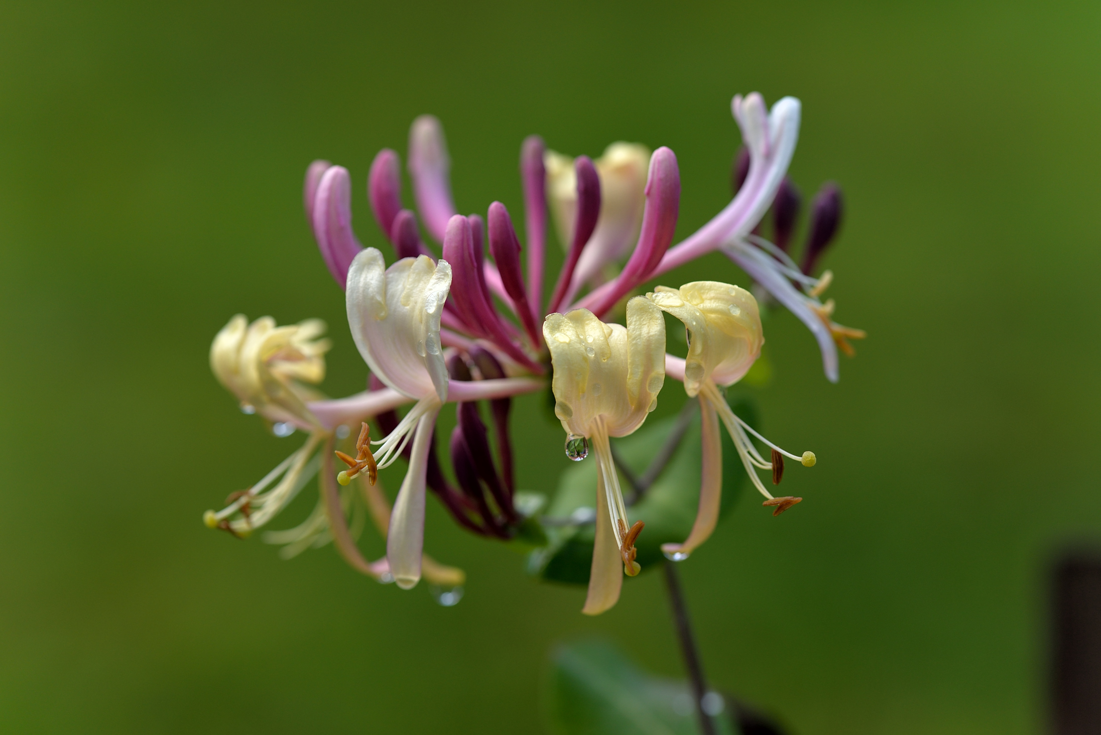 honeysuckle