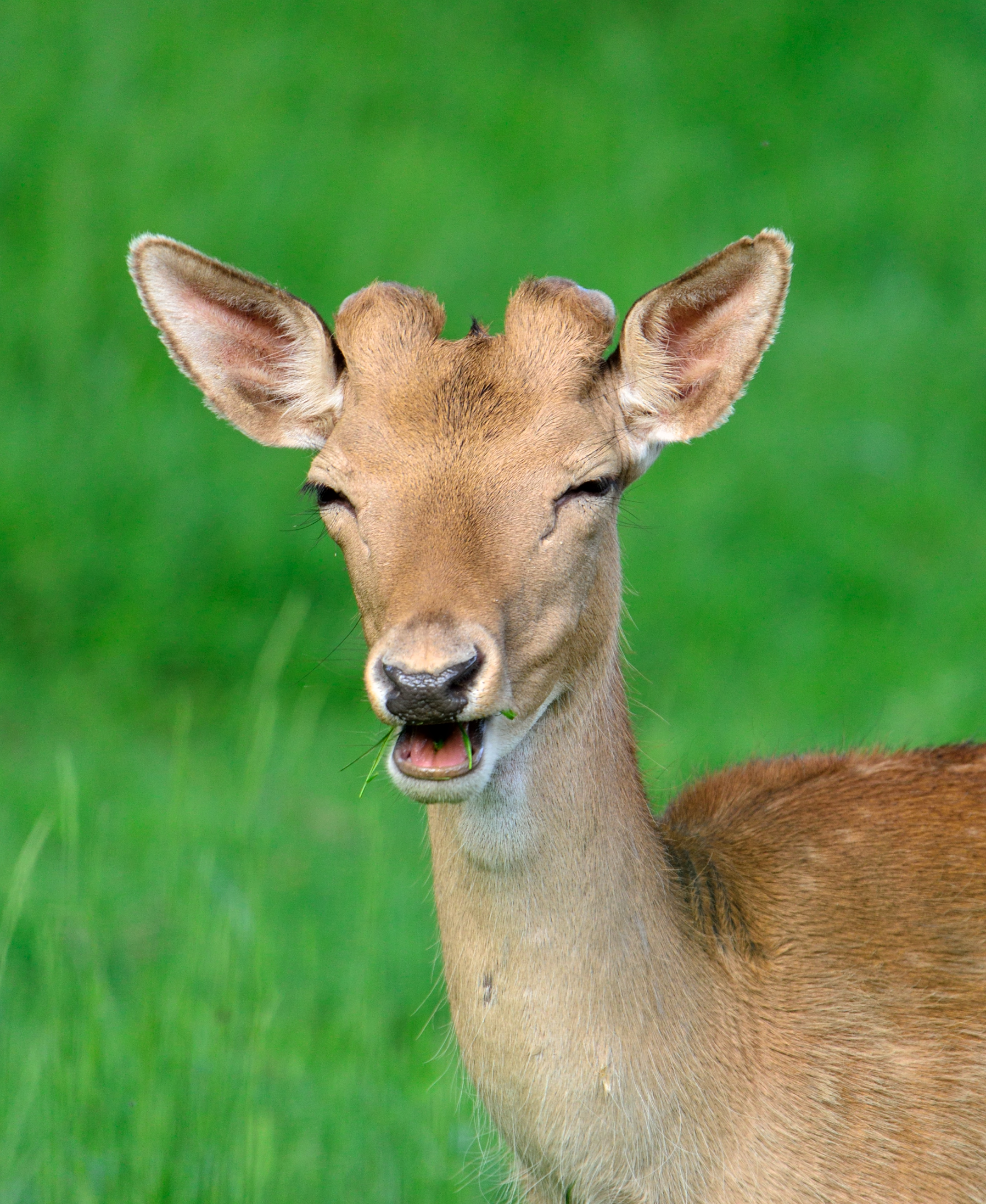 Aiuto mi spuntano le corna