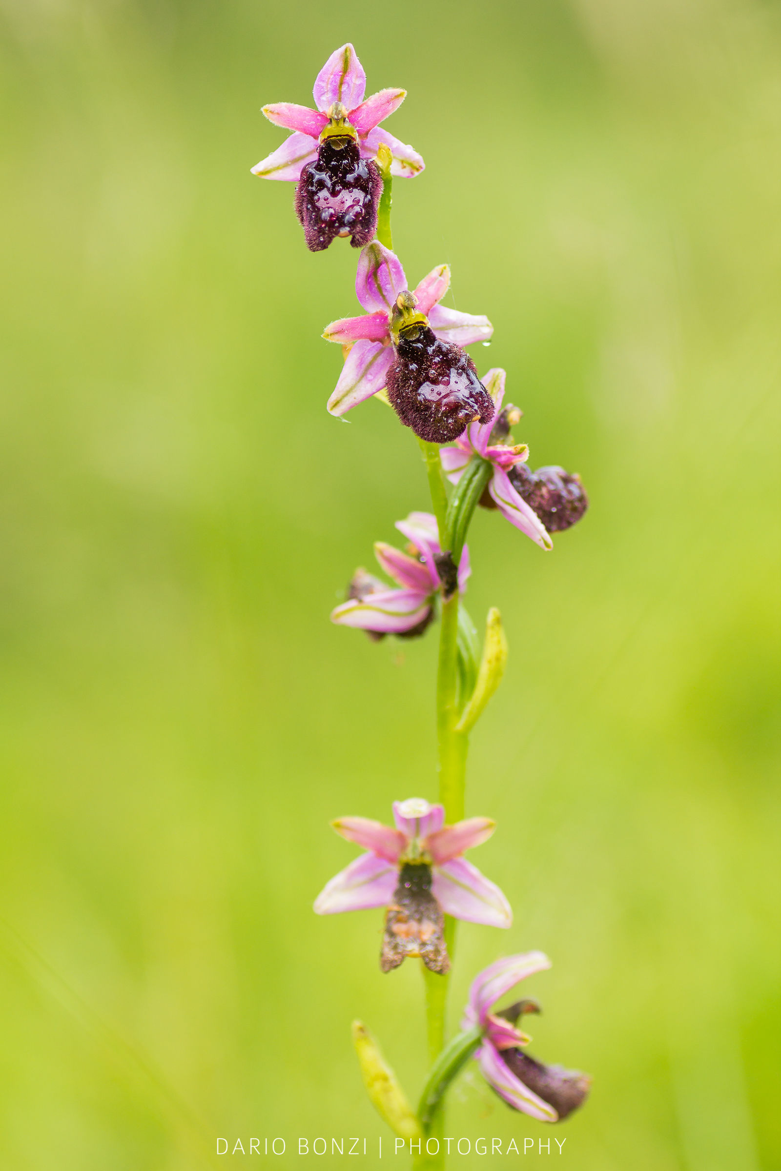Ophrys bertolonii benacensis