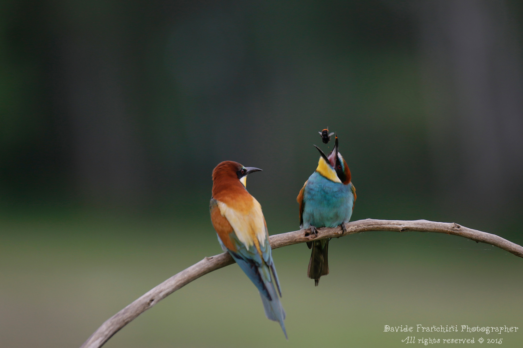Gruccione (Merops apiaster)