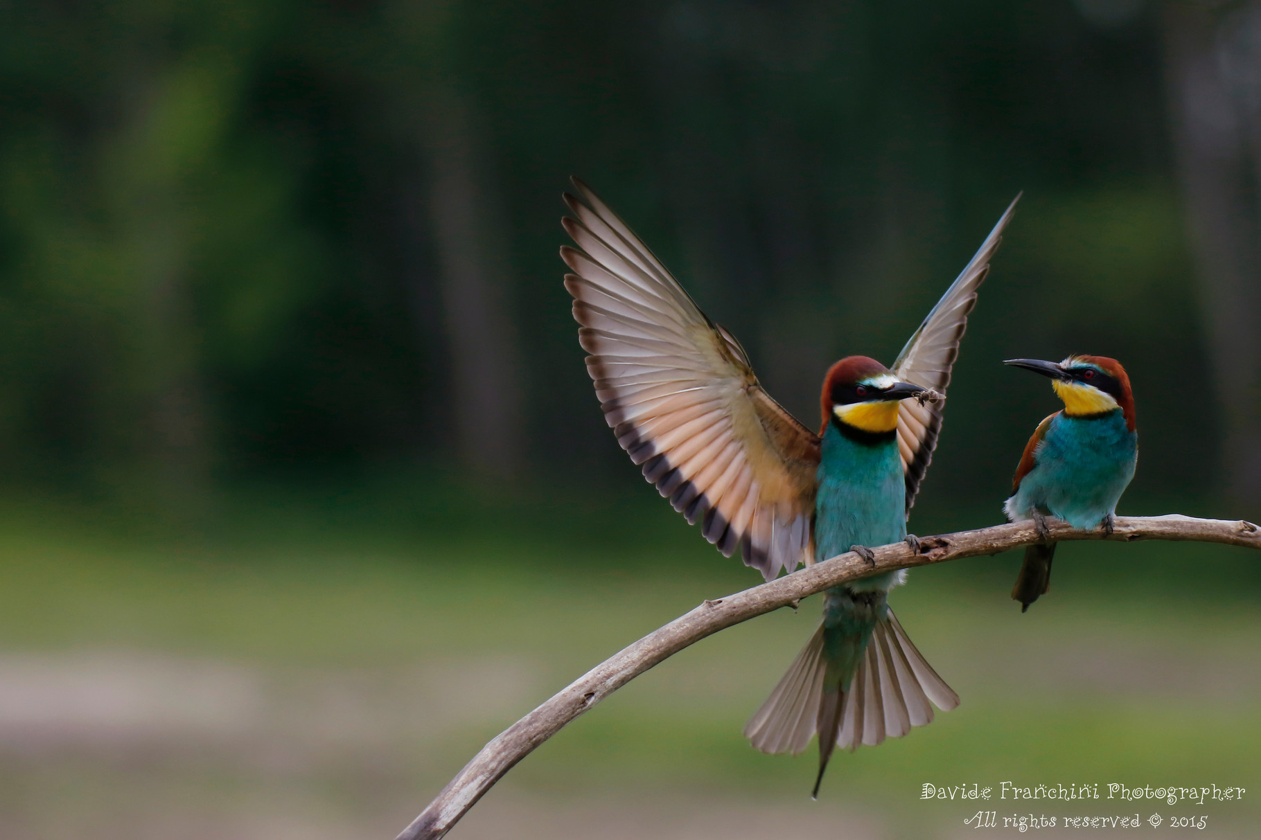 Gruccione (Merops apiaster)