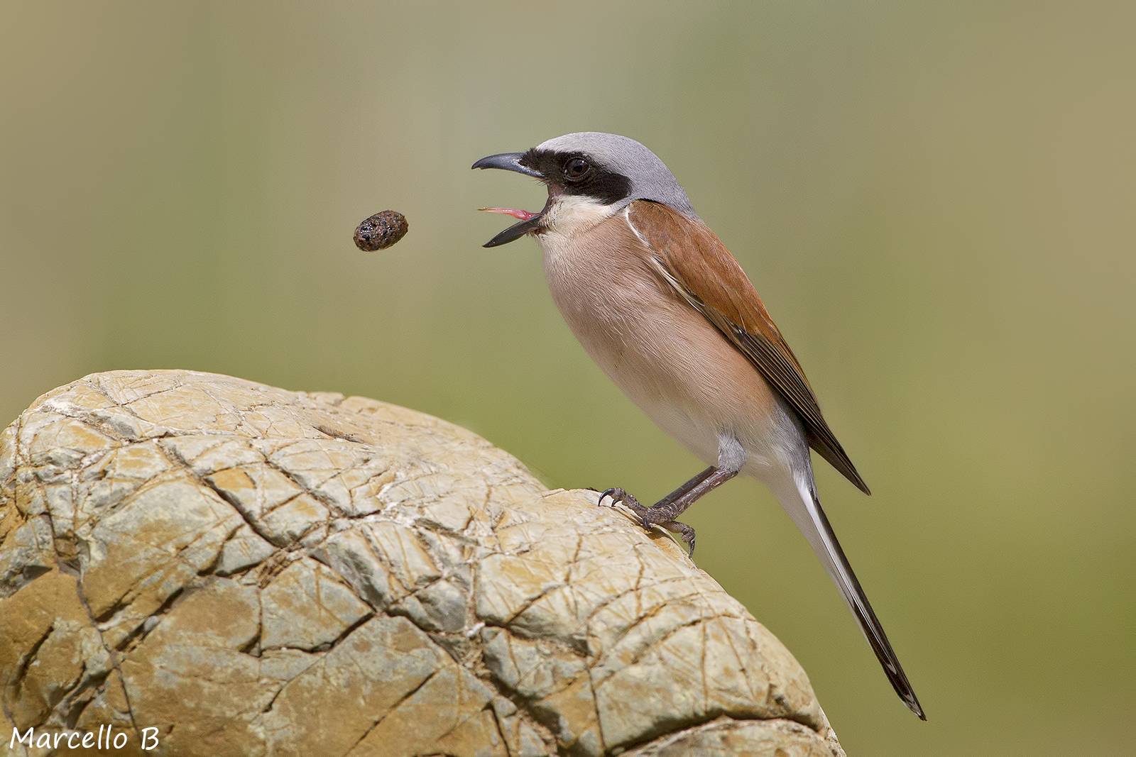 Small Shrike