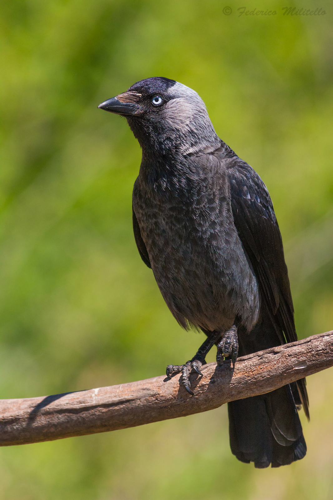 Jackdaw