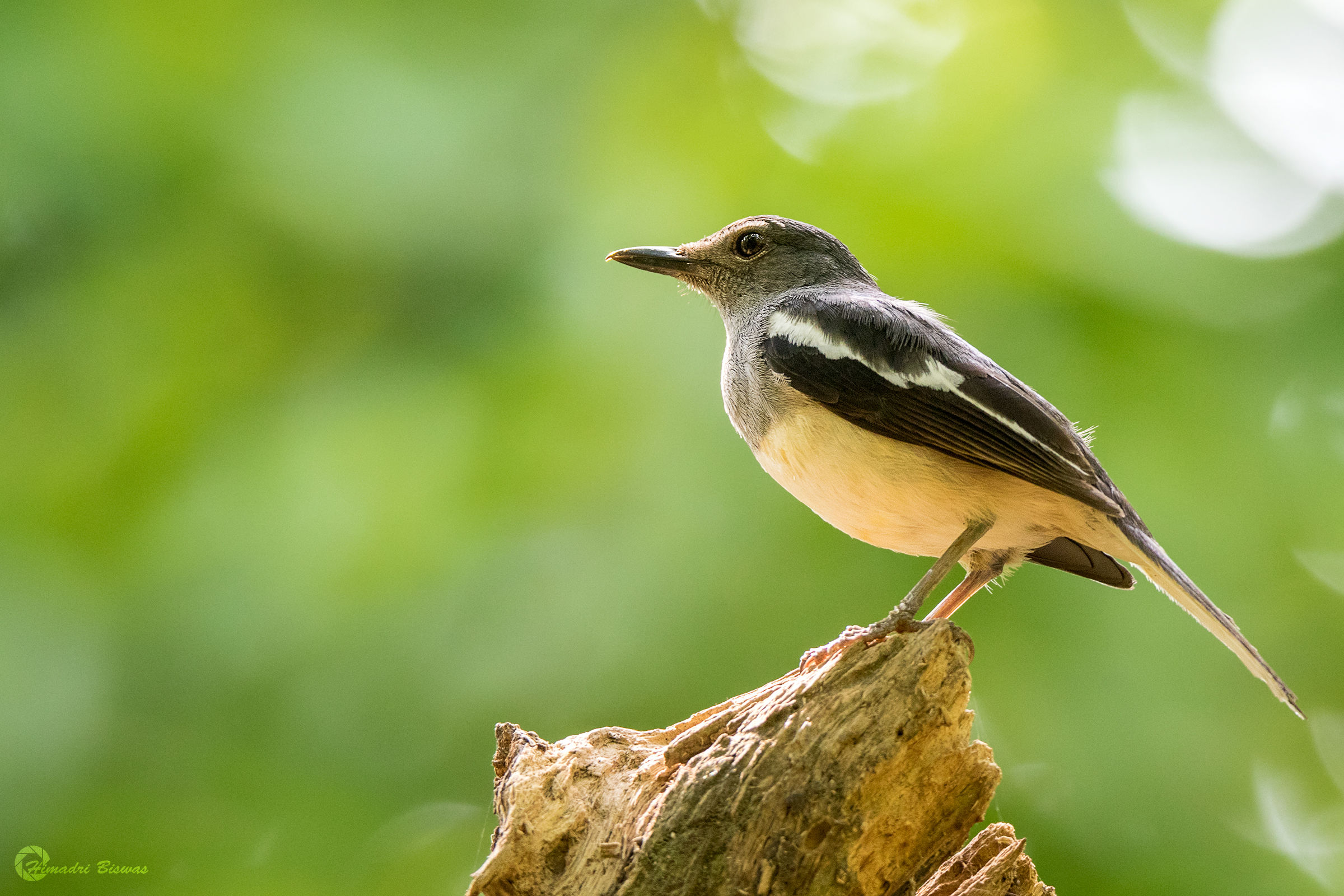 Oriental Magpie Robin