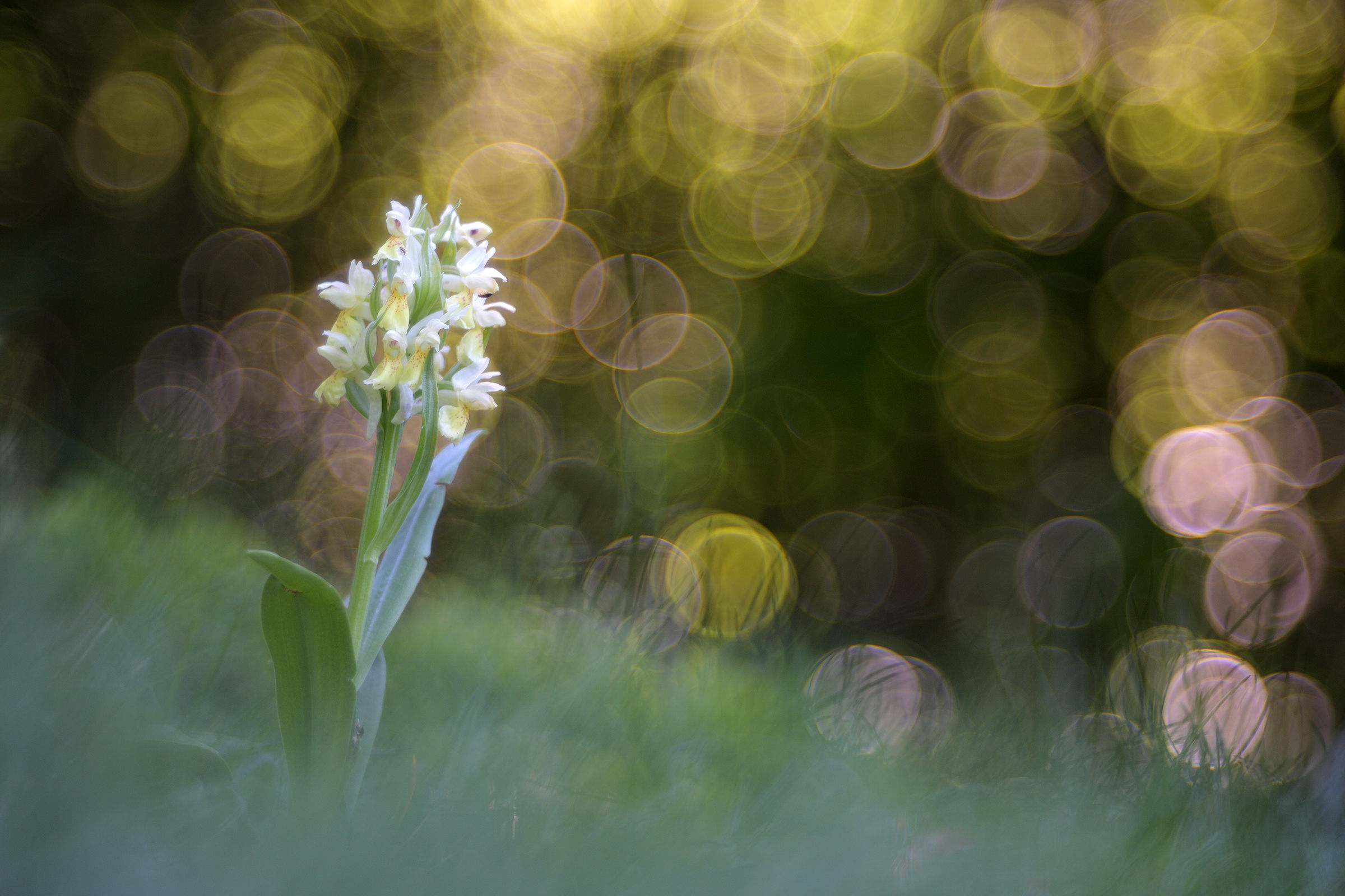 Dactylorhiza sambucina
