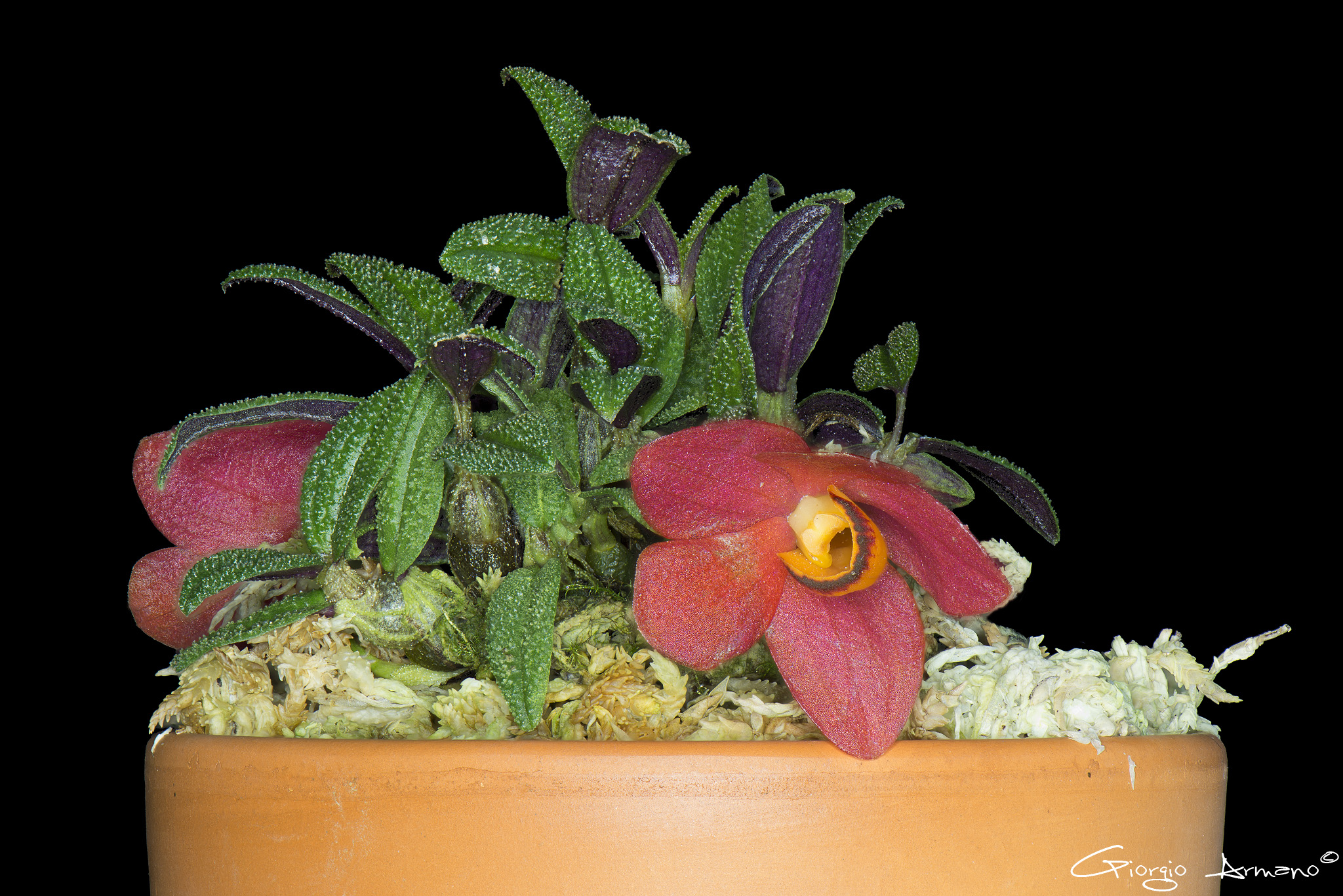 Dendrobium Cuthbertsonii