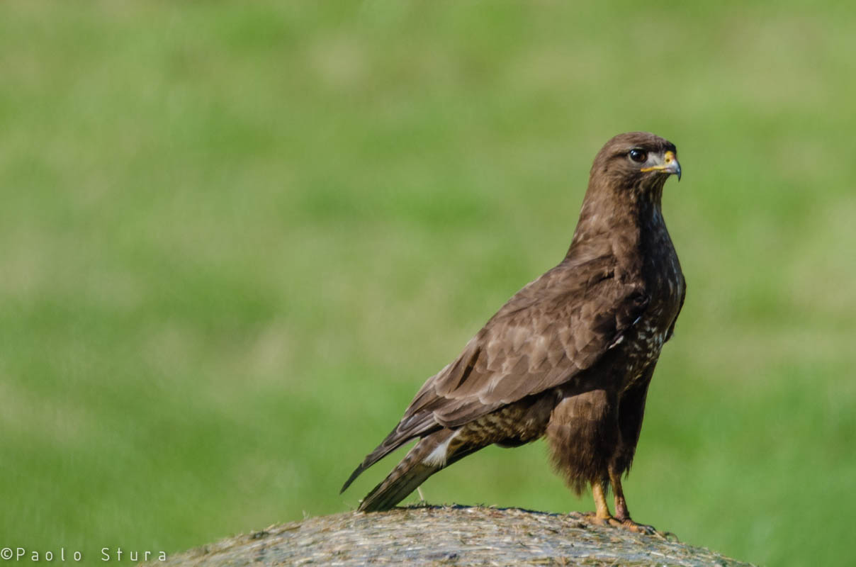 Buzzard