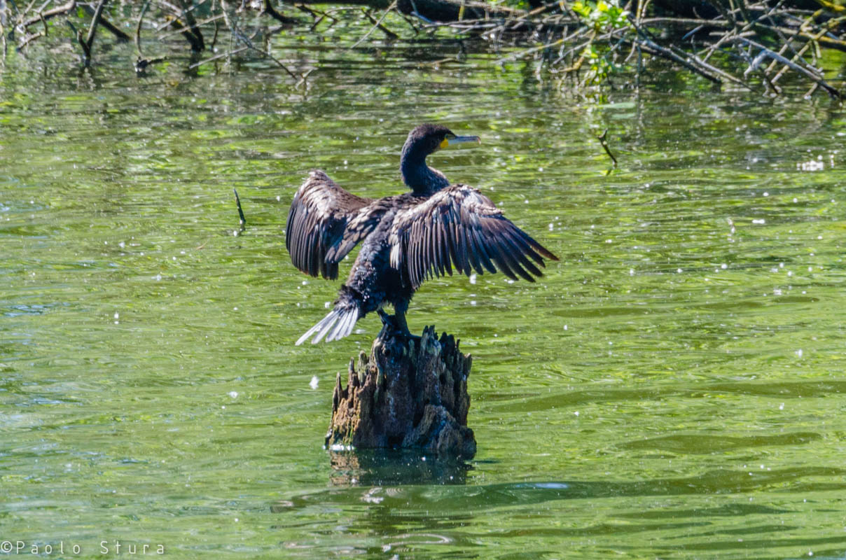 Cormorant