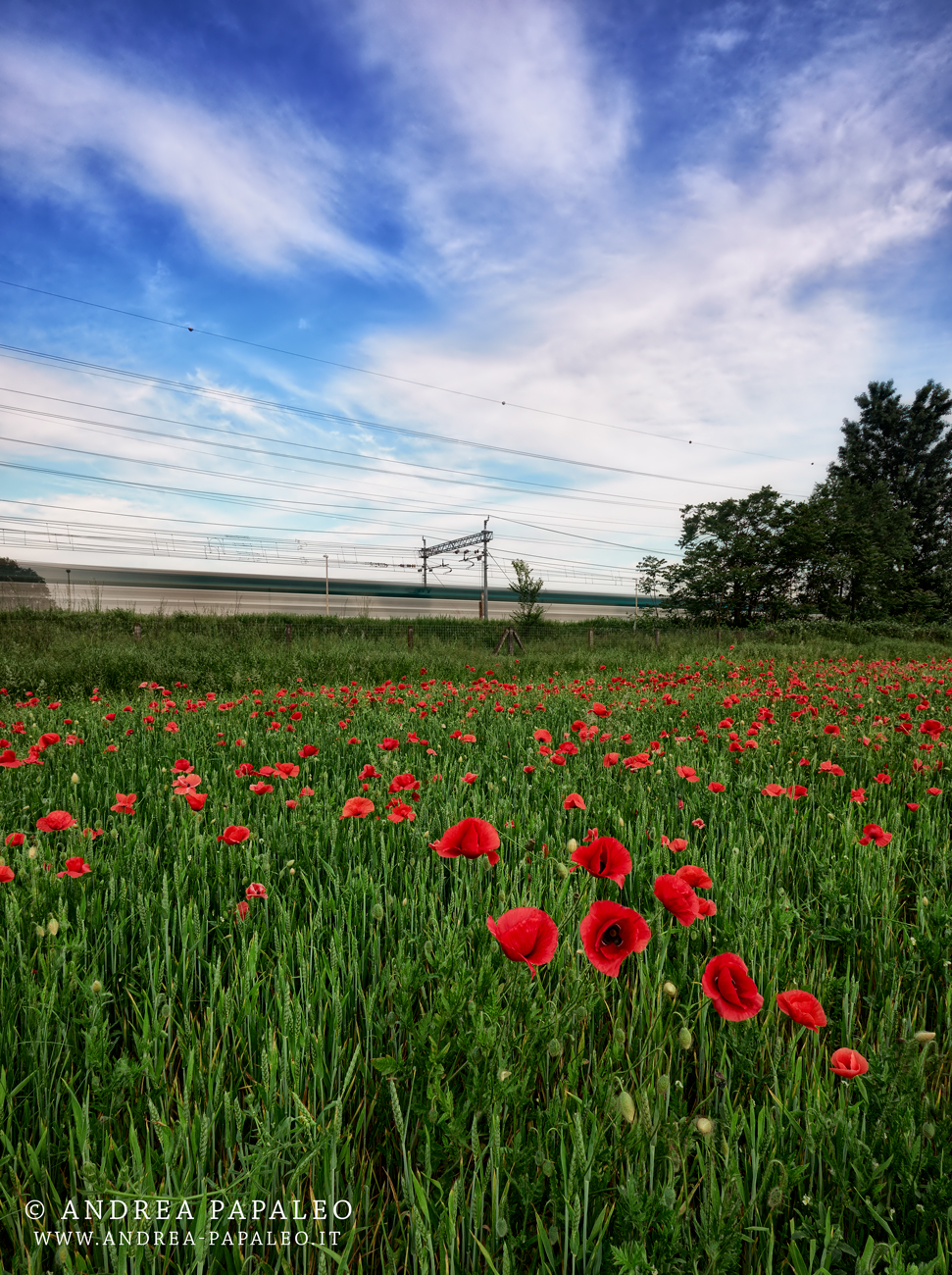 Train and poppies