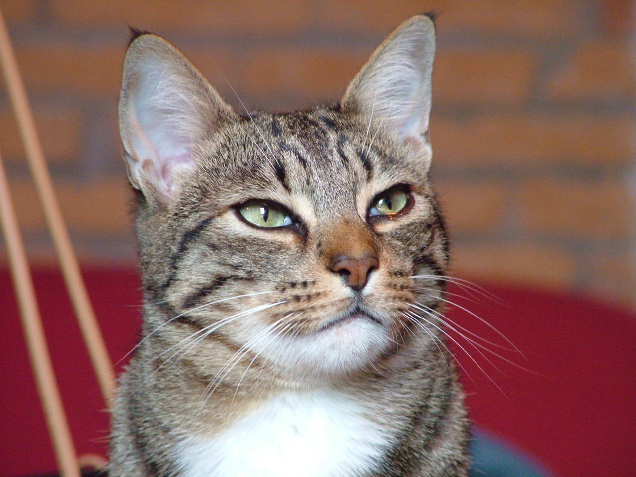 b.a.d. × Autoritario Dominante