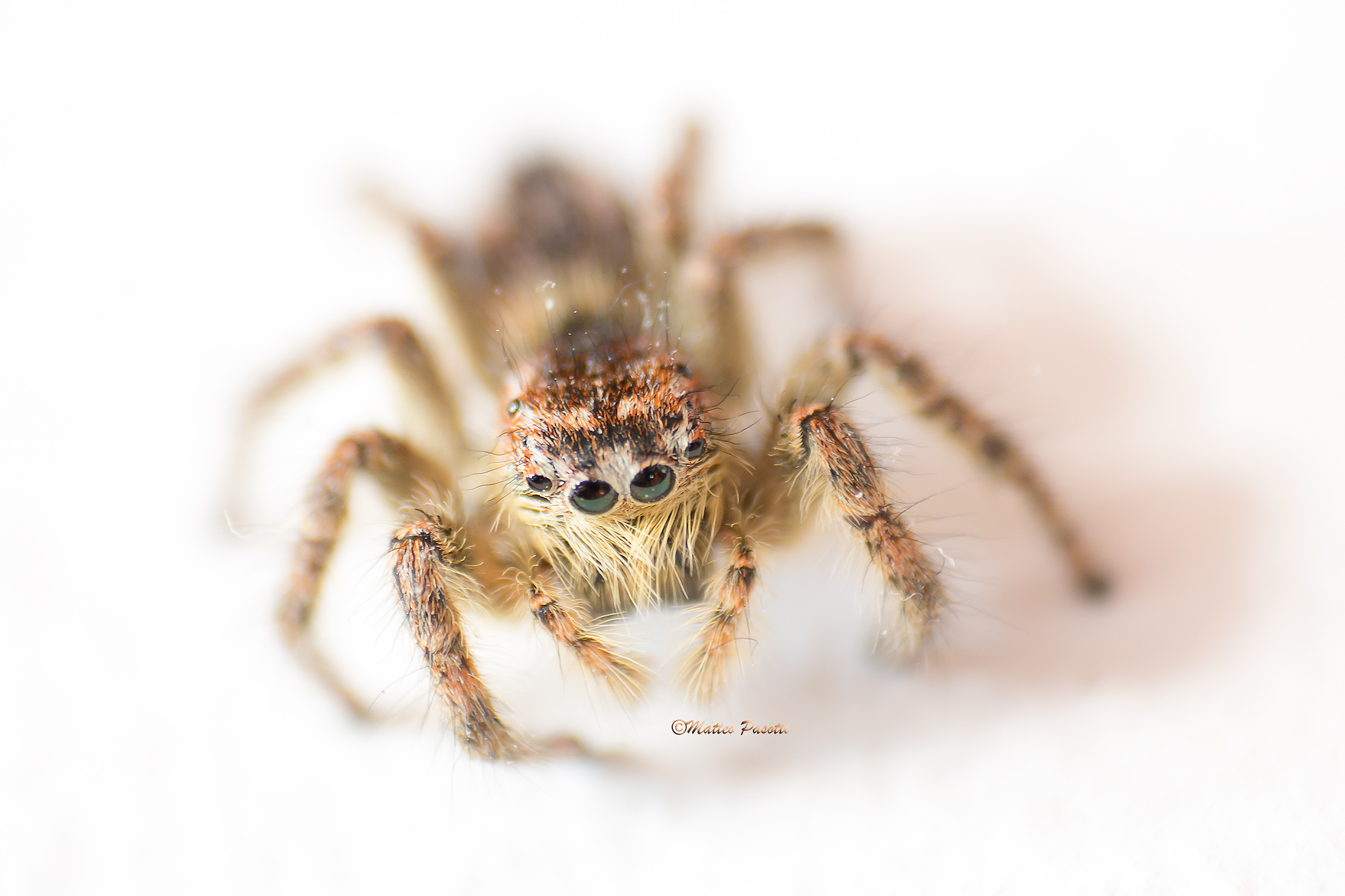Salticidae