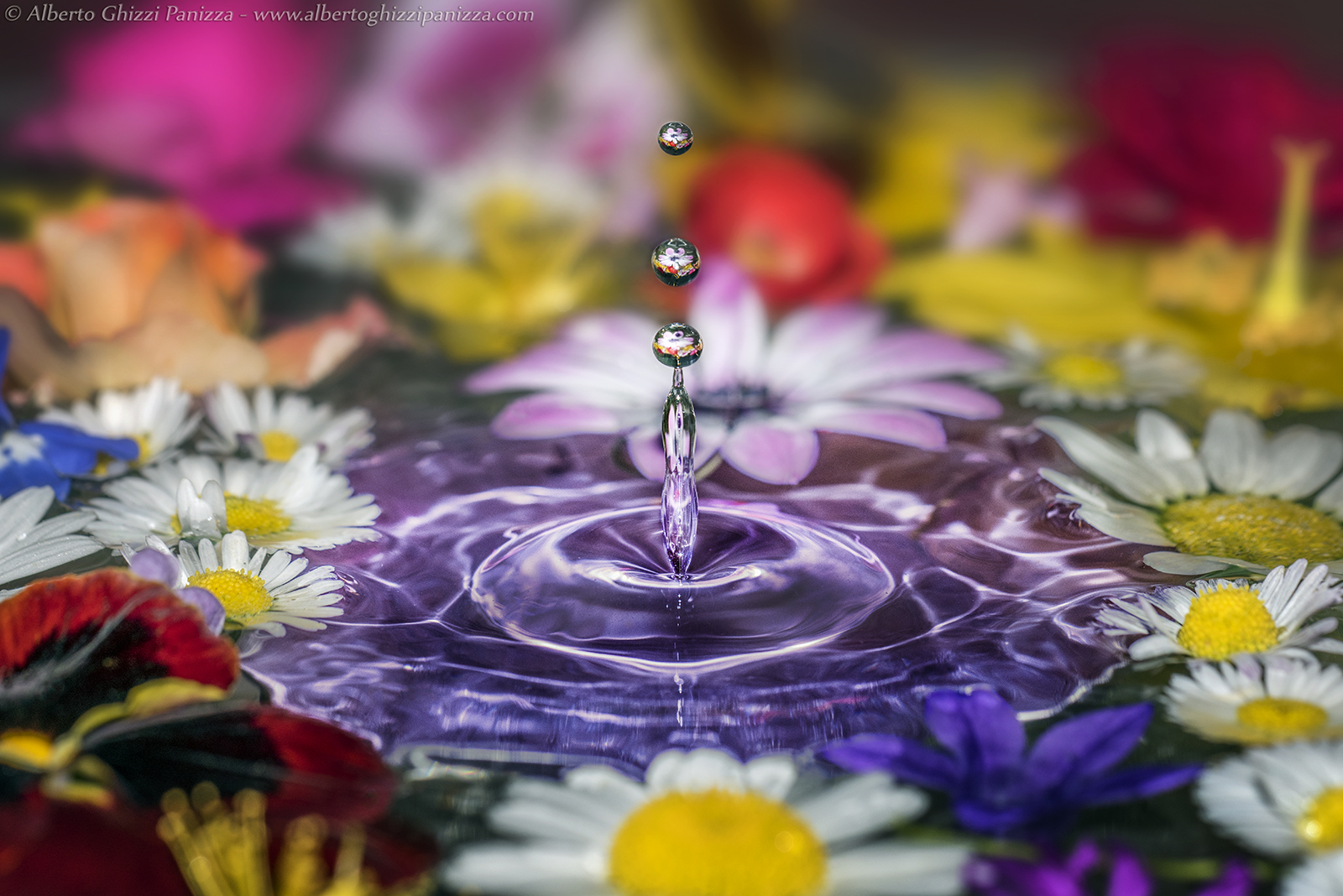 Colorful flower drops
