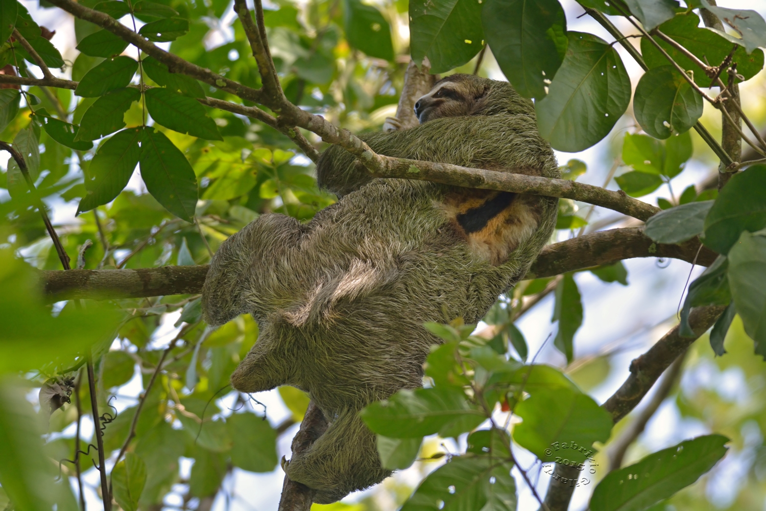 Sloth variegated (brown-throated sloth)