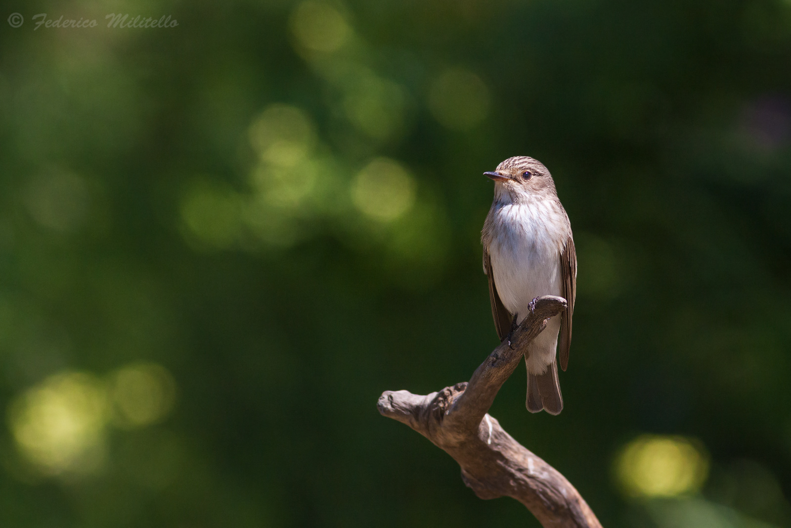 Flycatcher