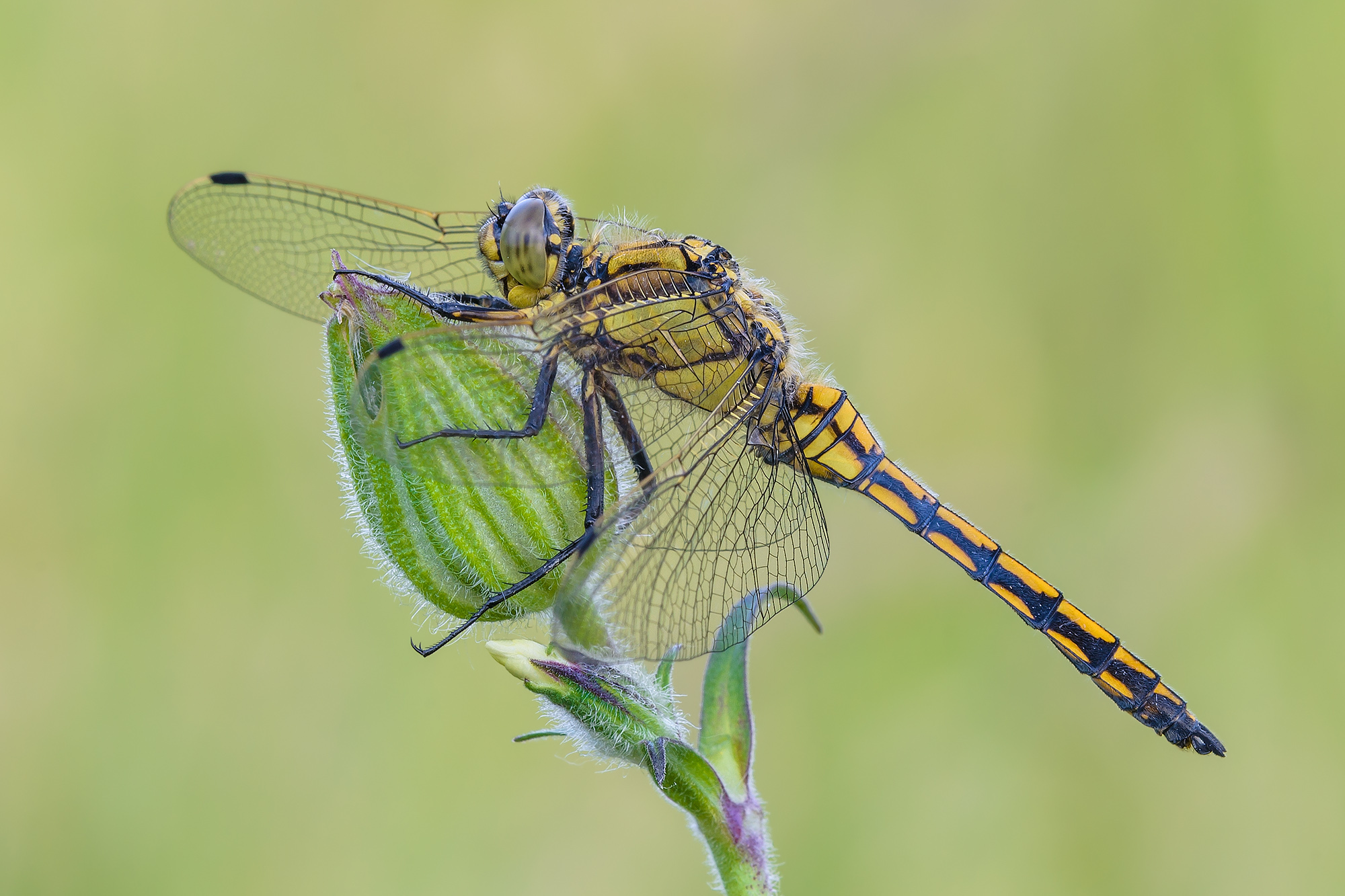 Orthetrum cancellatum, immature male