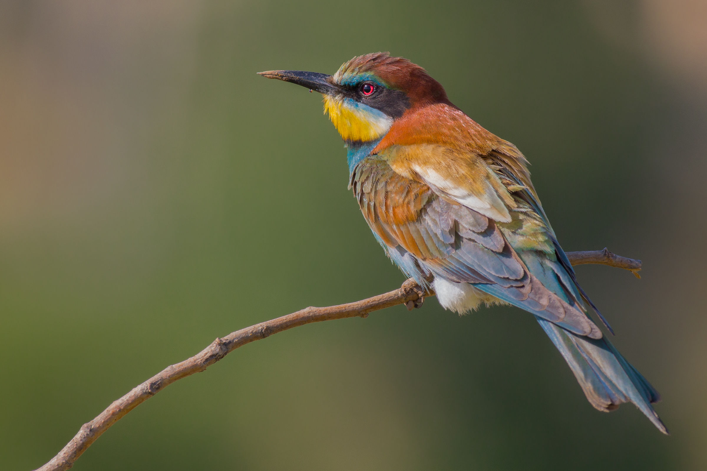 Thoughts of a solitary bee-eater