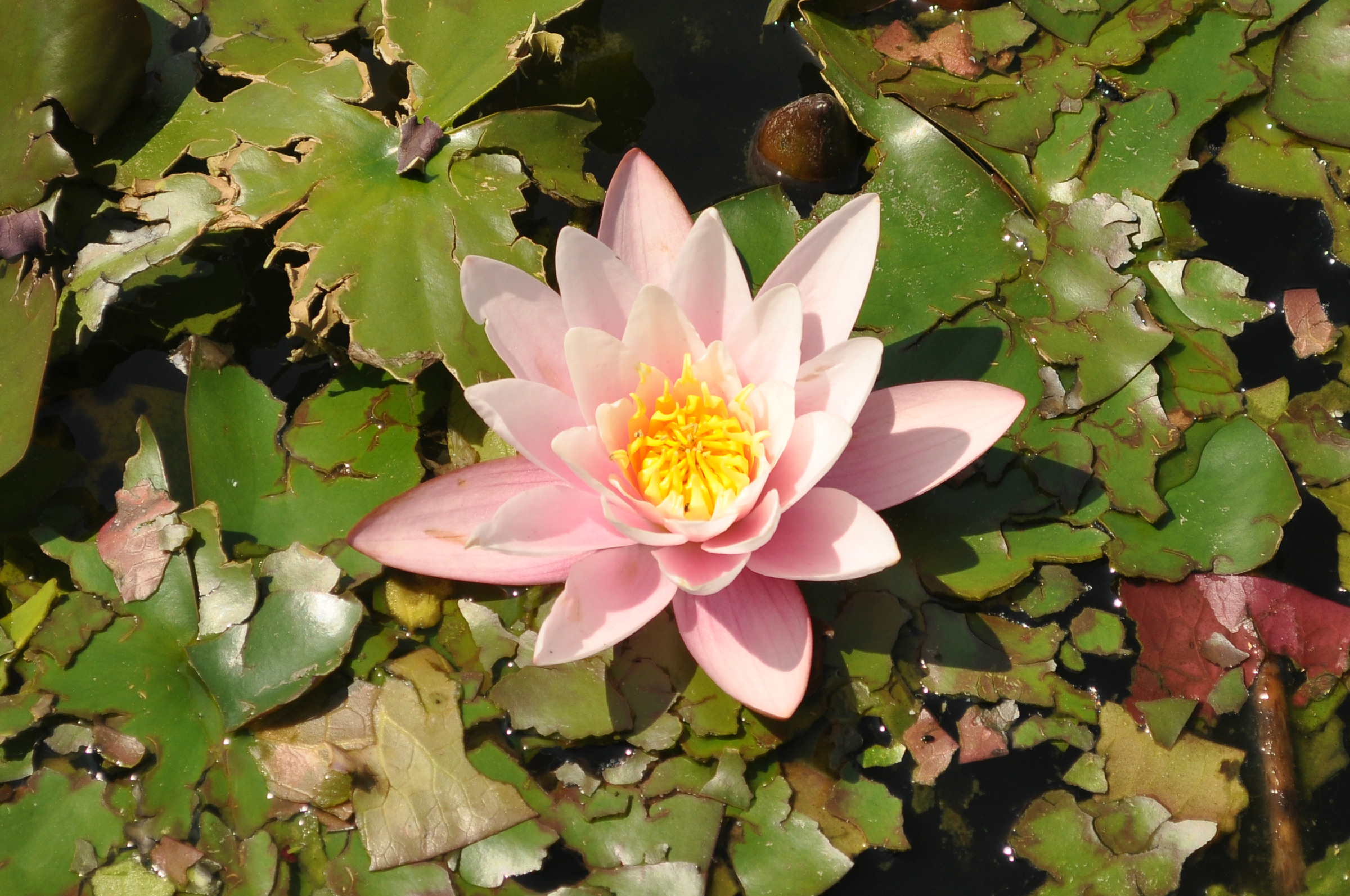 Nymphaea