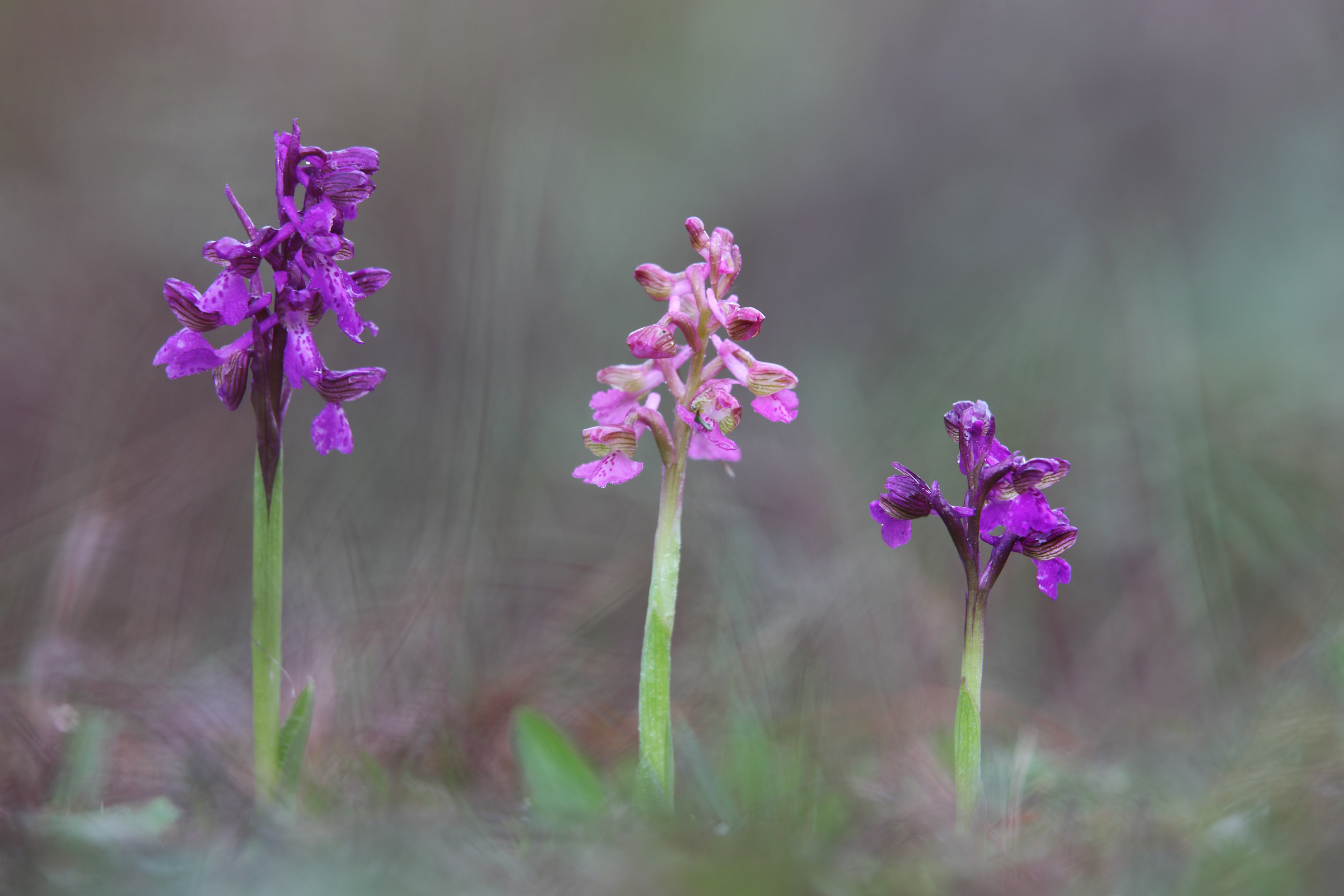 Anacamptis morio