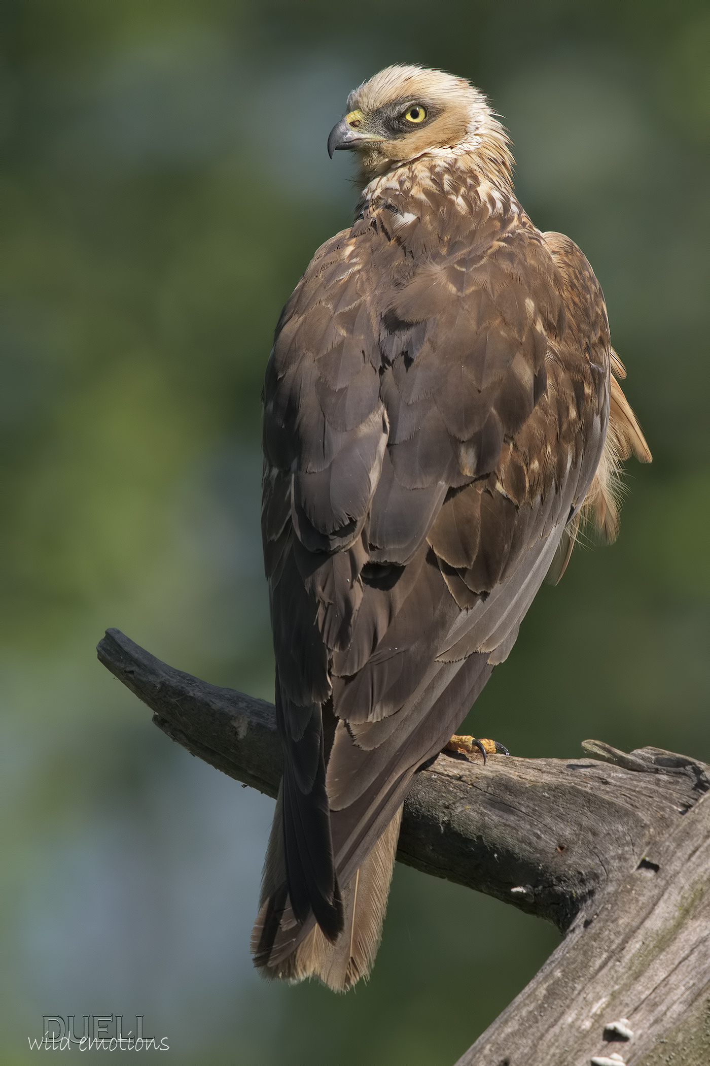 male marsh harrier