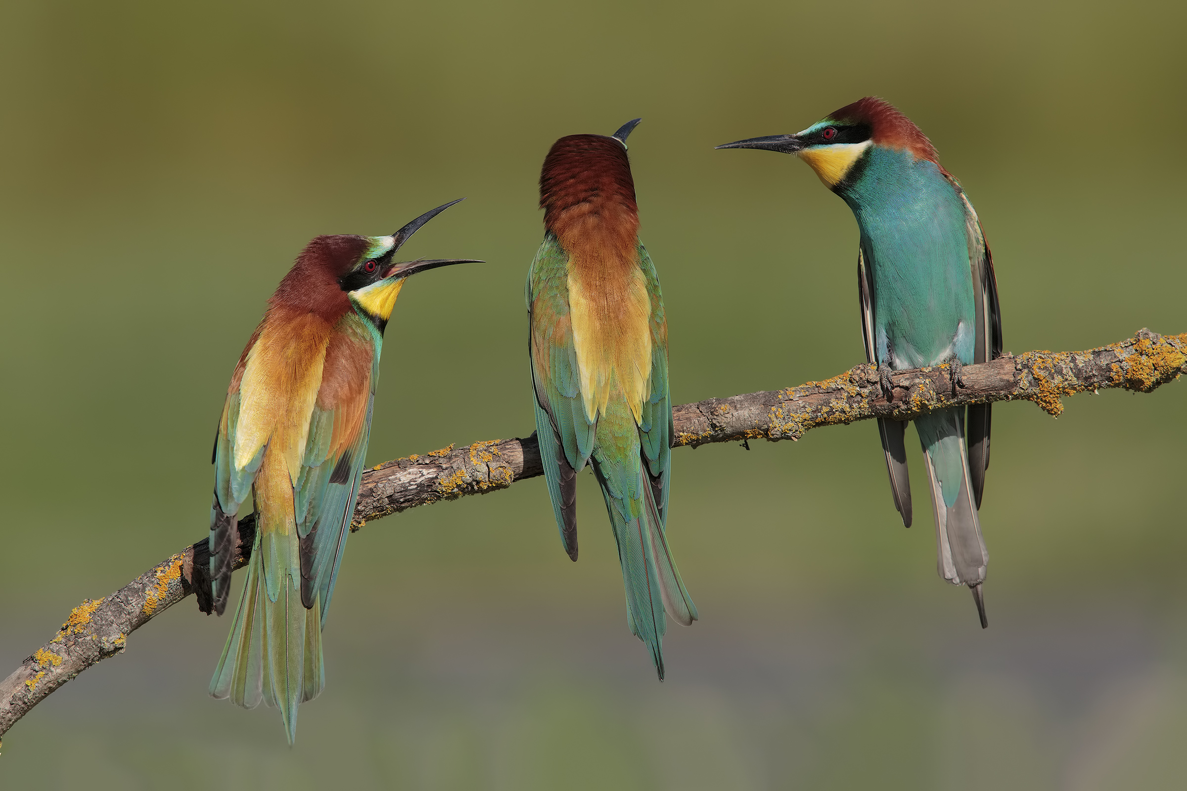 it is useless to scream .... it is deaf ...