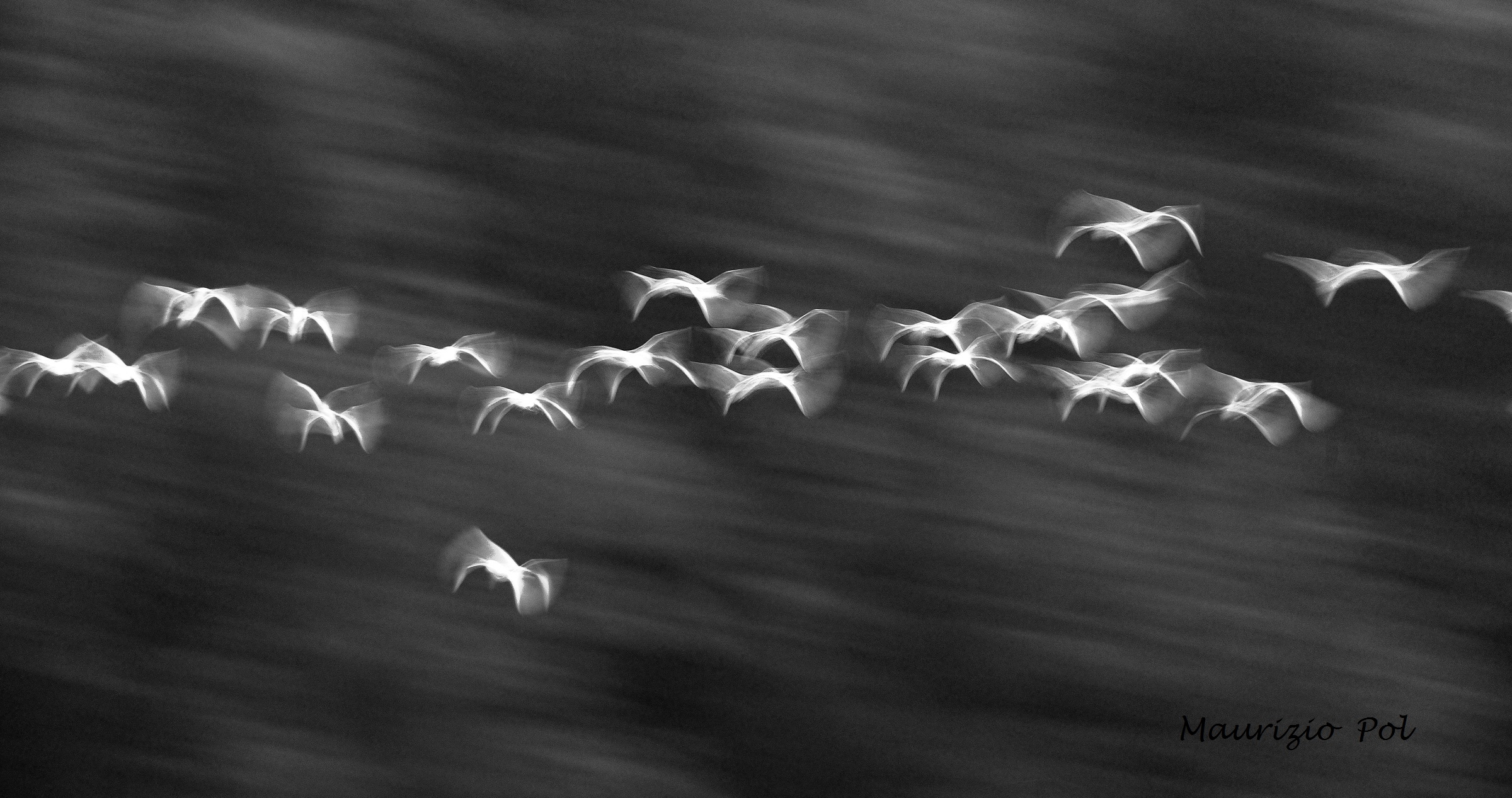 flock in flight at dawn
