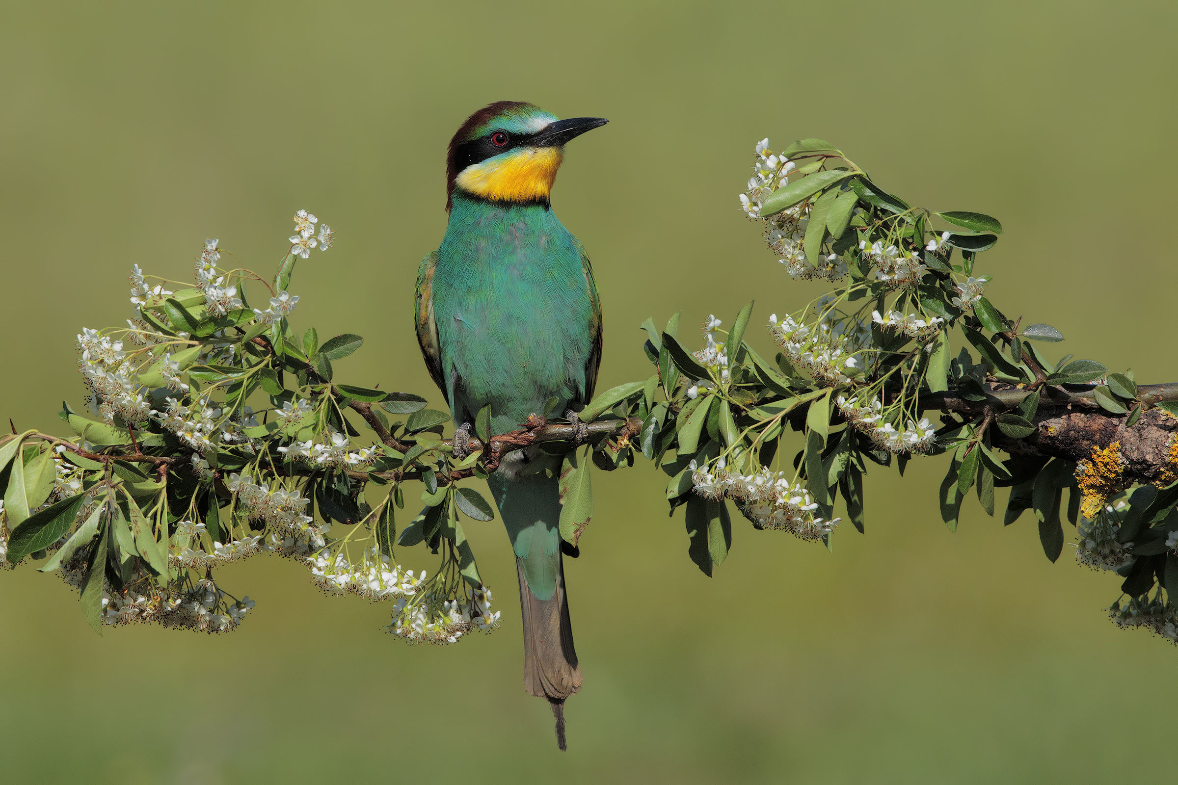gruccione floral ...