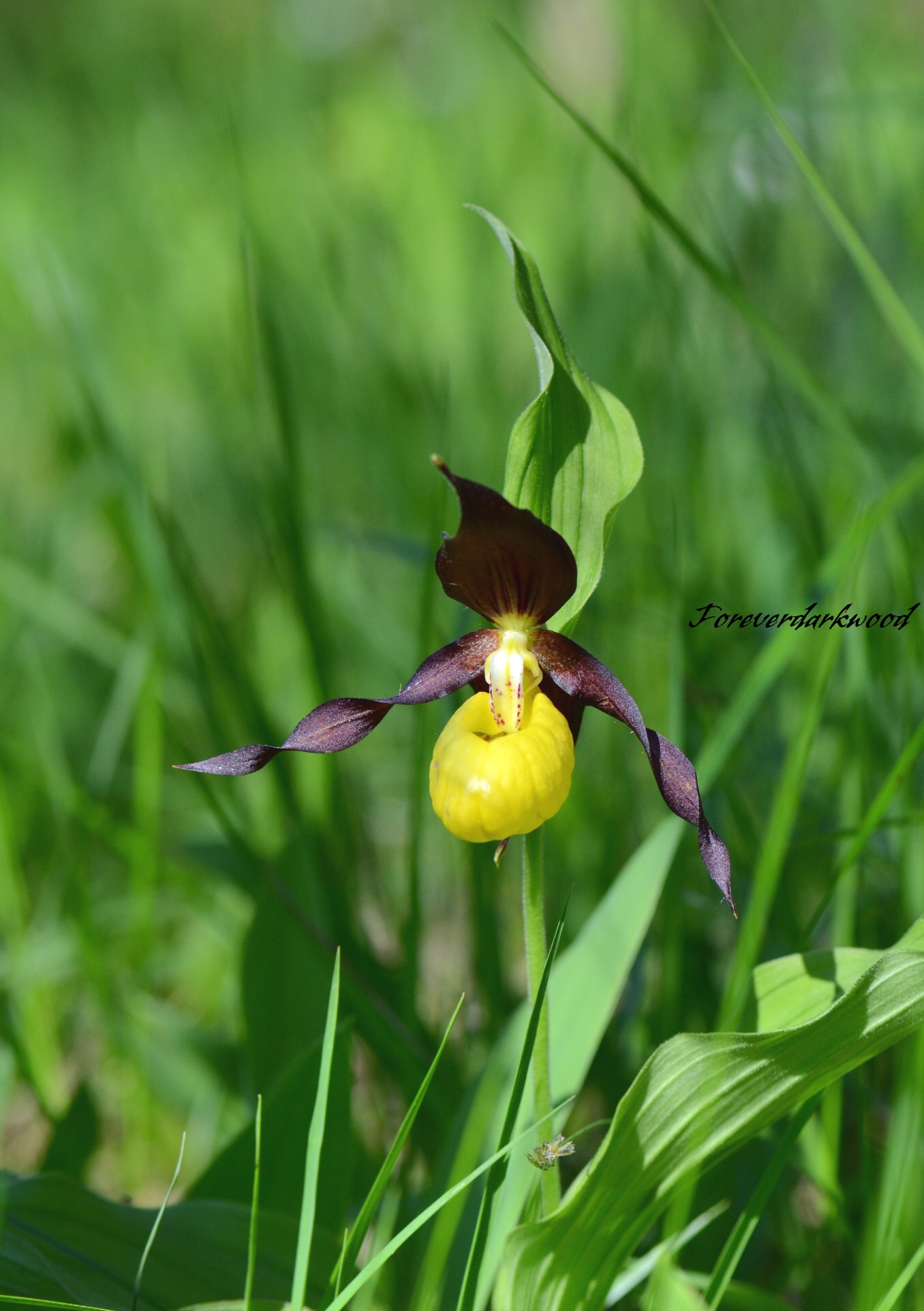 Scarpetta di Venere (Cypripedium calceolus)..
