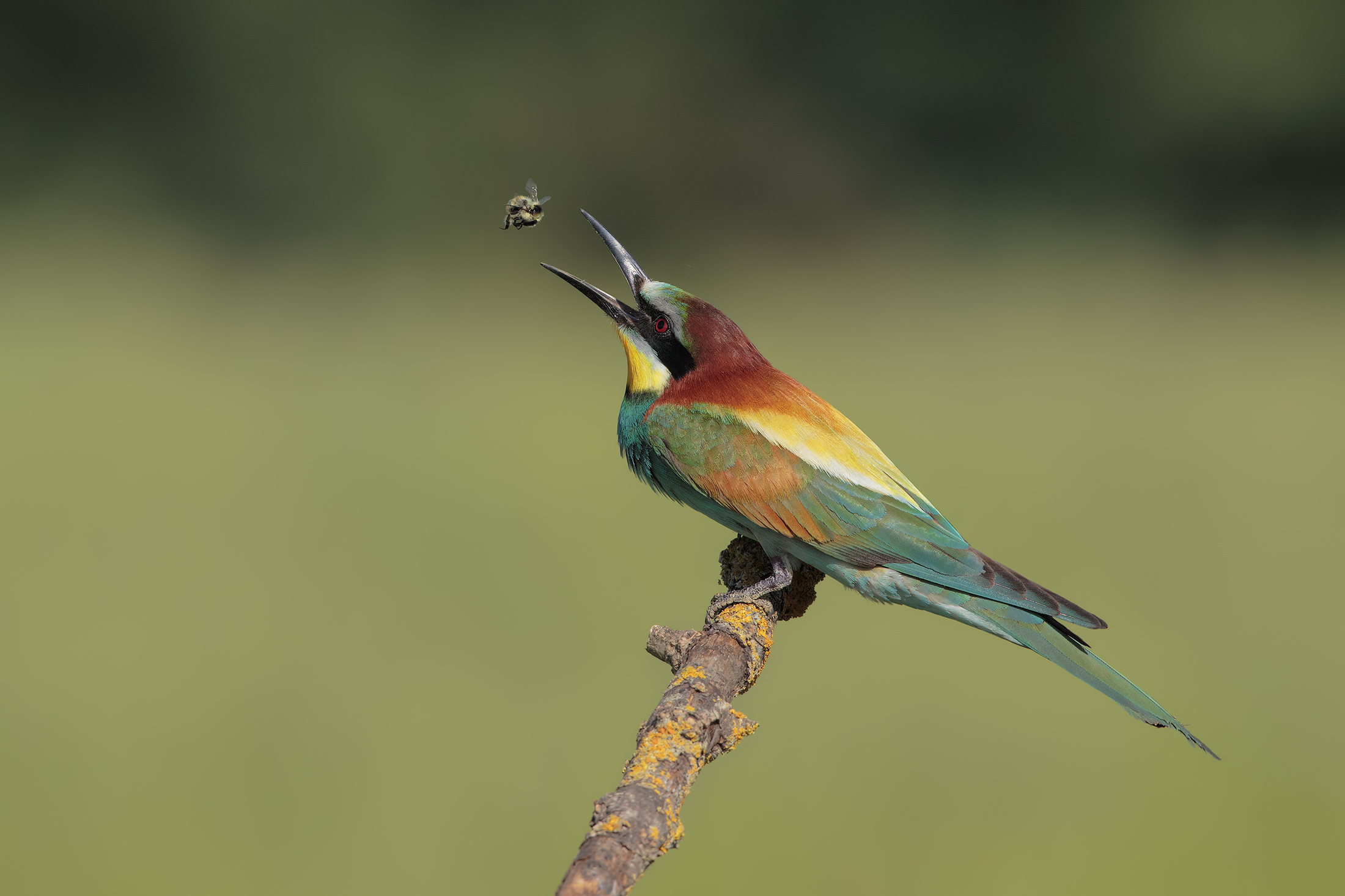 playing with the prey and 7dII ...