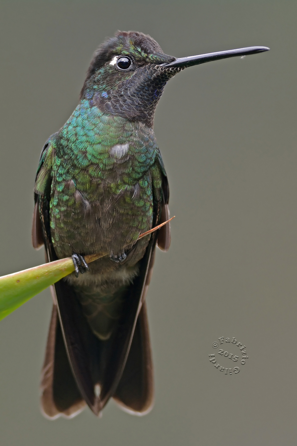 Colibrì magnifico(Eugenes fulgens)