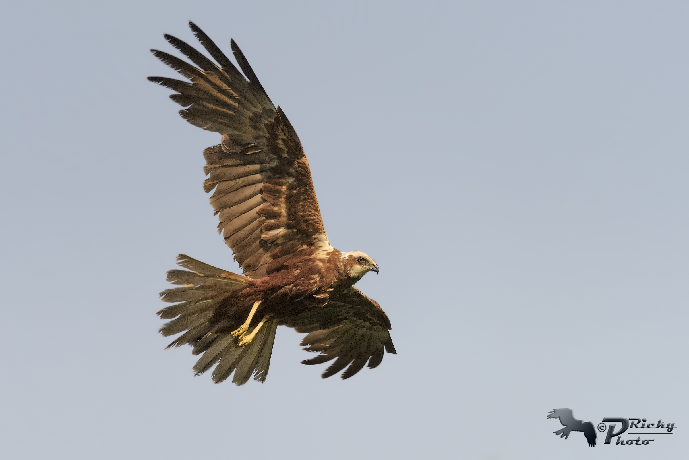 Femmina di Falco di Palude