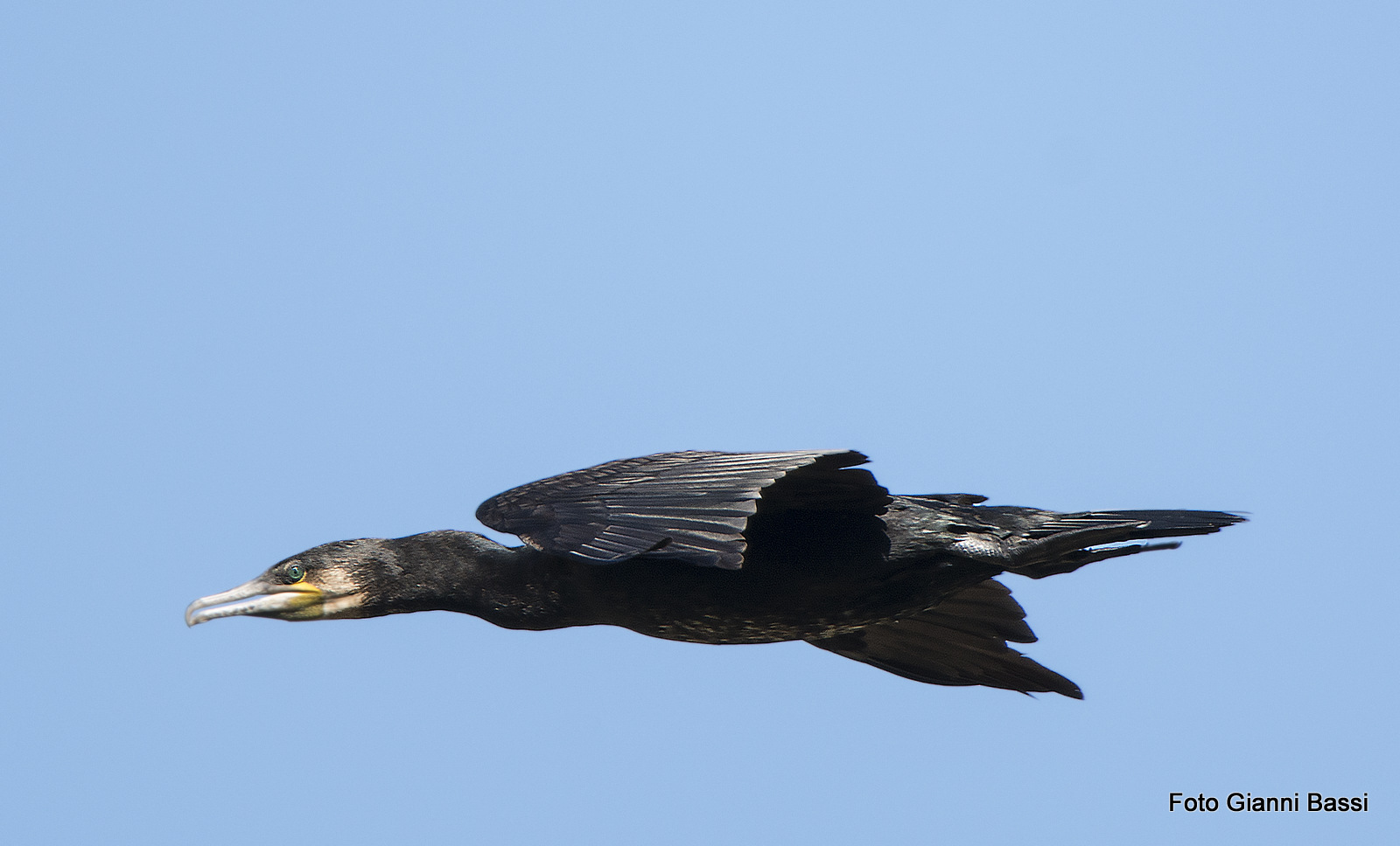 lo sguardo del cormorano..