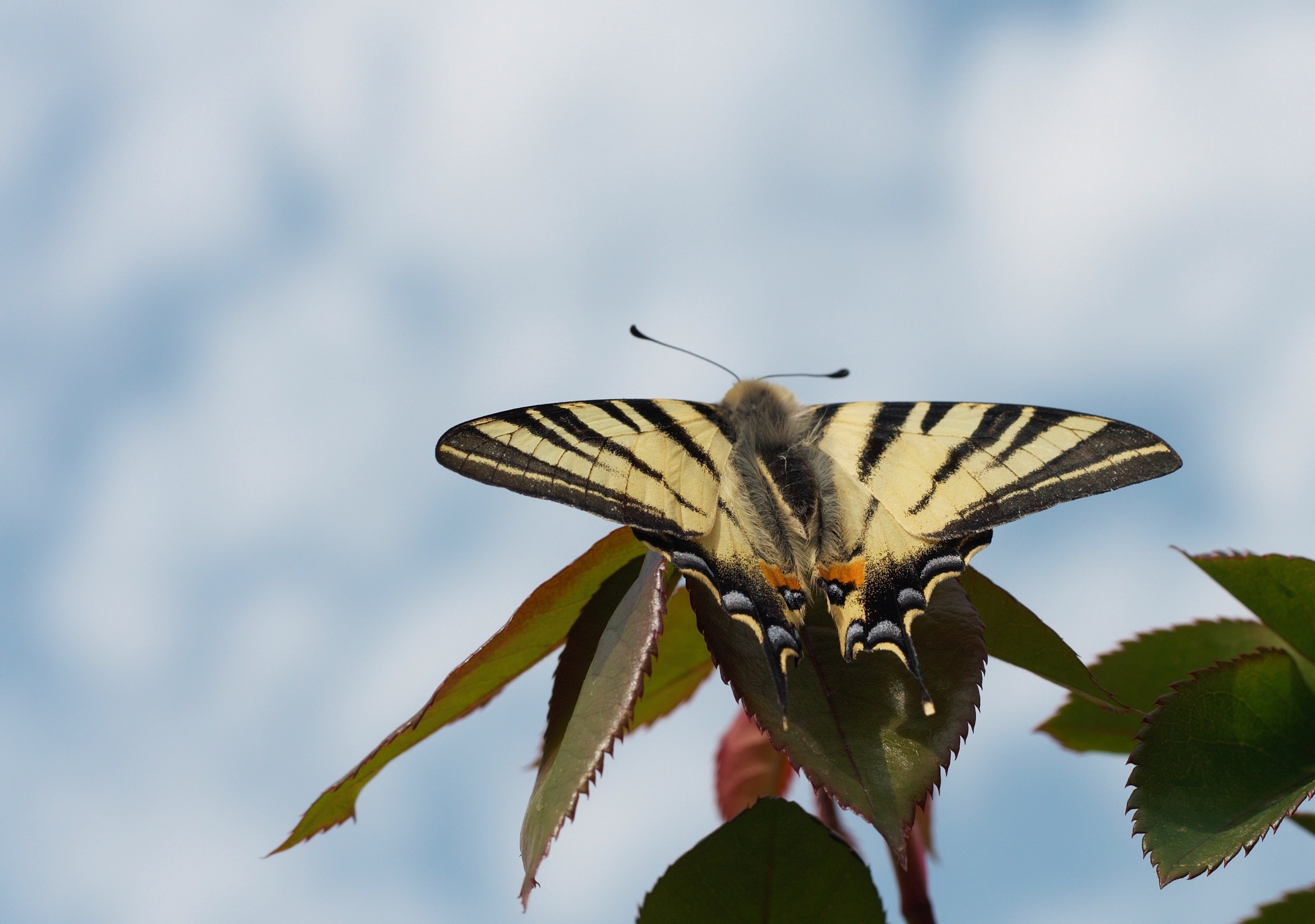 Butterfly is detaching the flight
