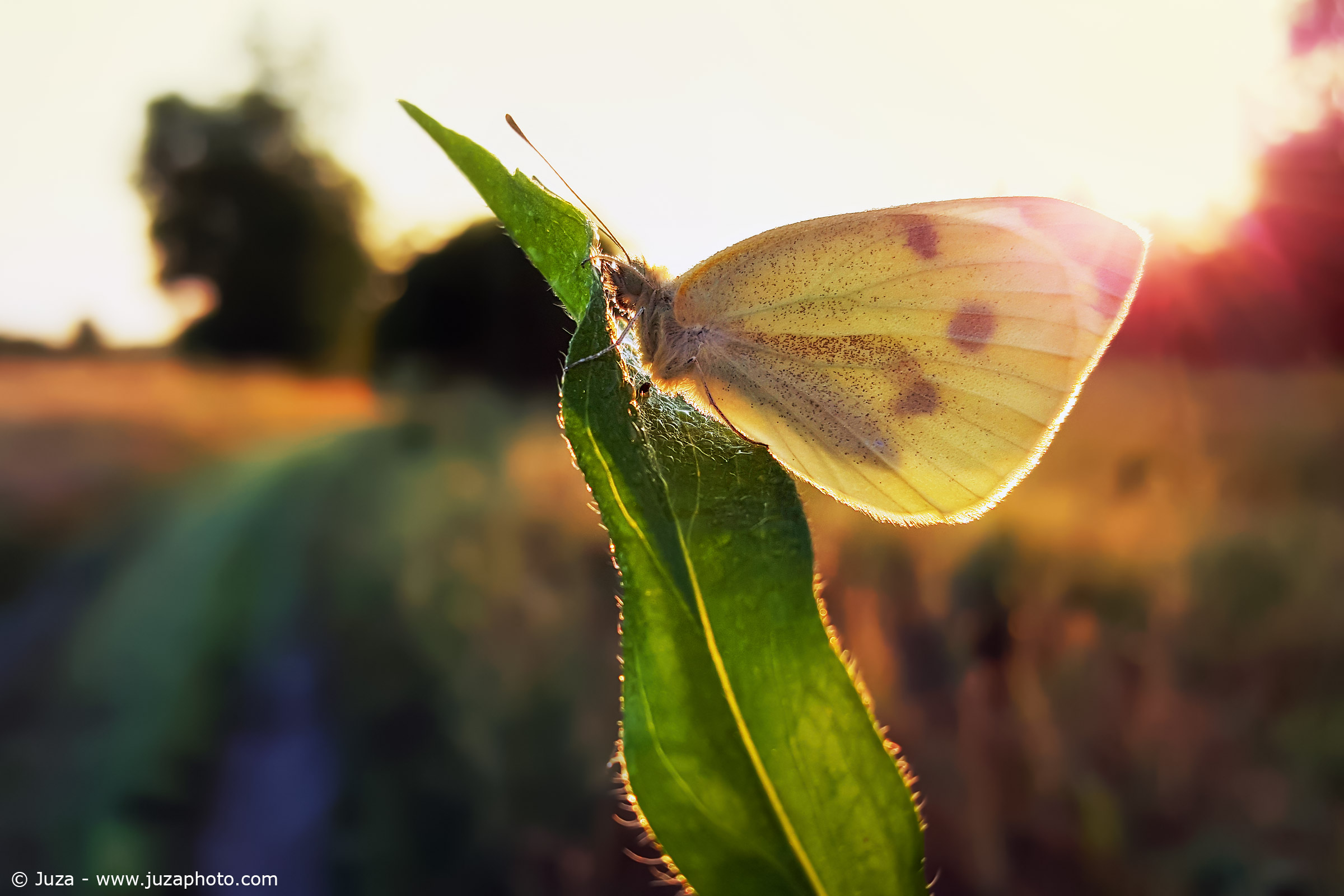 Pieris brassicae backlit
